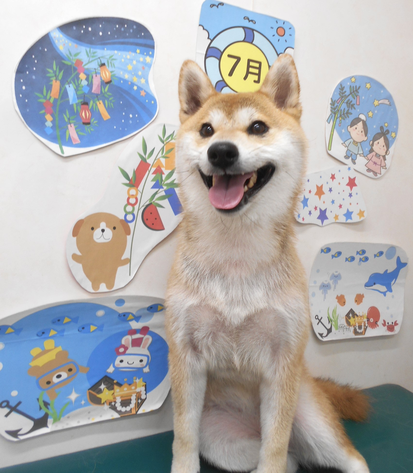 柴犬のトリミングカット シュシュどうぶつ病院の1枚目