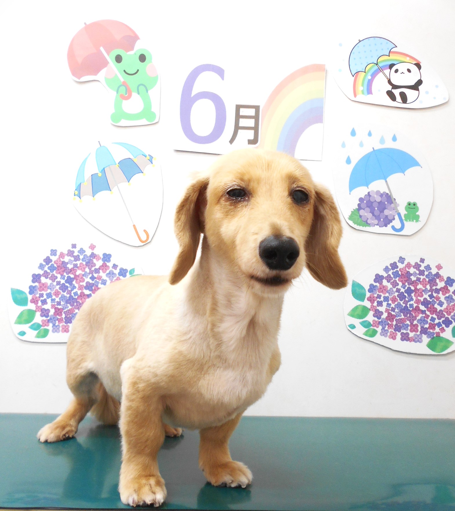 ミニチュアダックスフンドのトリミングカット シュシュどうぶつ病院の1枚目