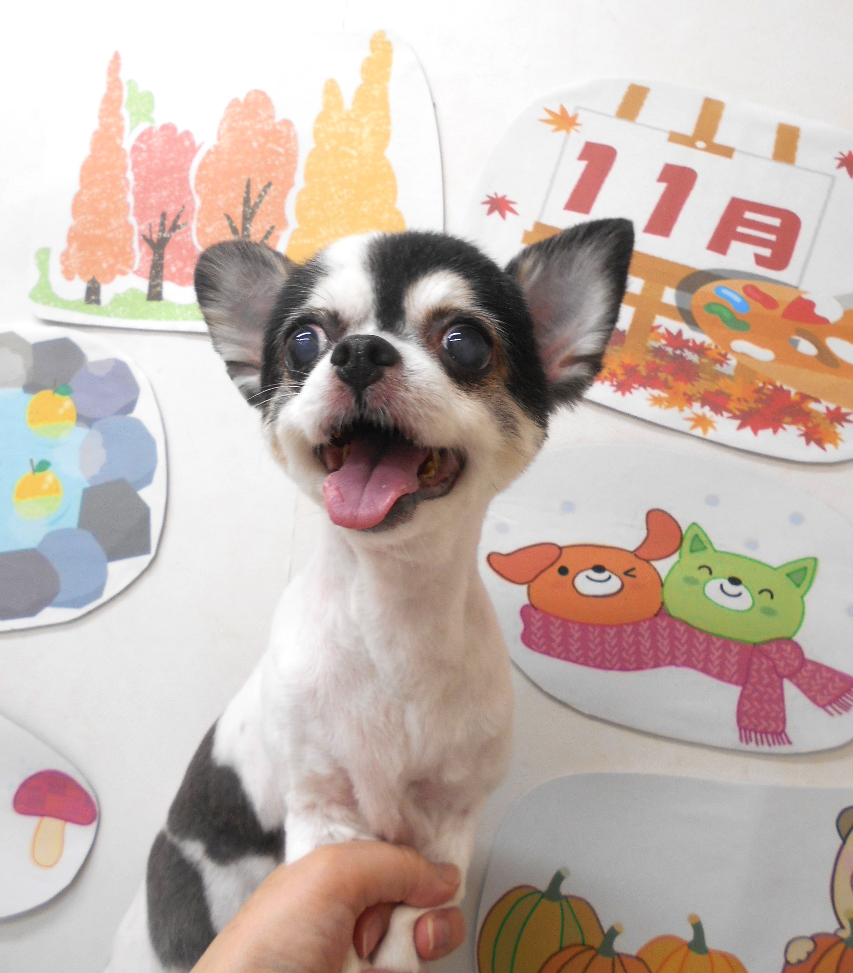 チワワのトリミングカット シュシュどうぶつ病院の1枚目