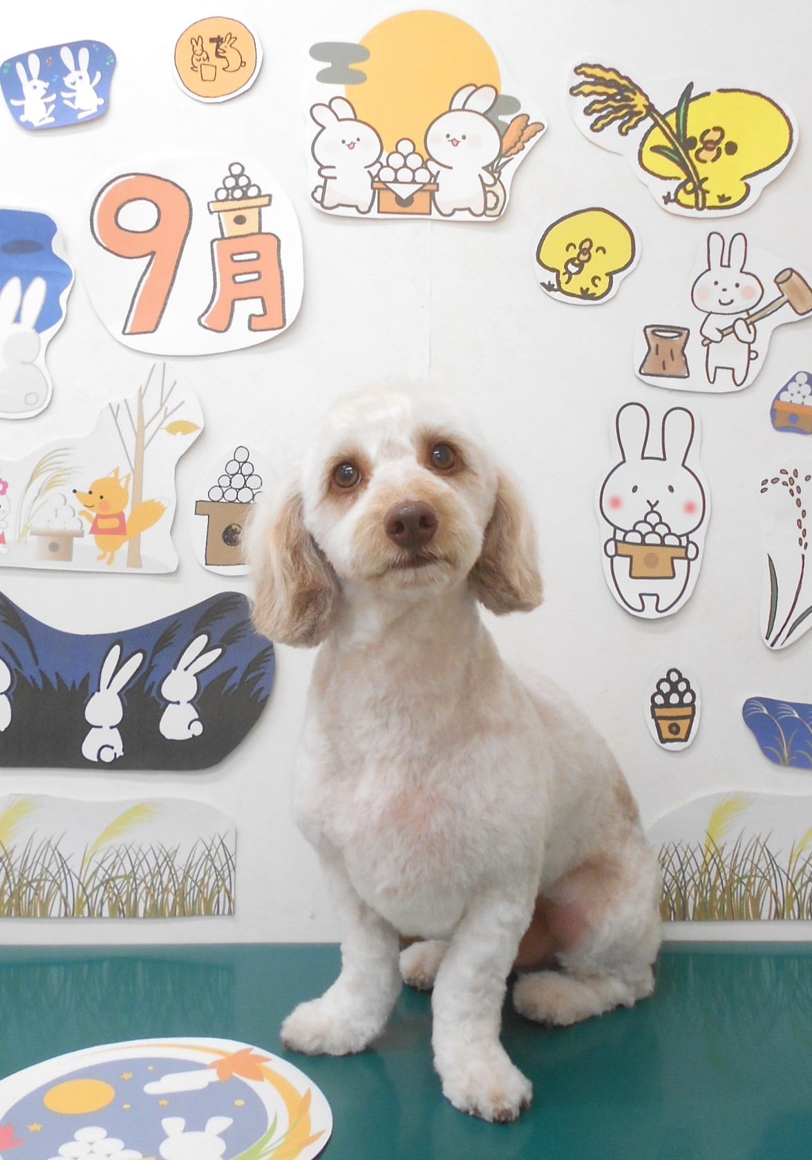 ミックス犬(その他)のトリミングカット シュシュどうぶつ病院の1枚目