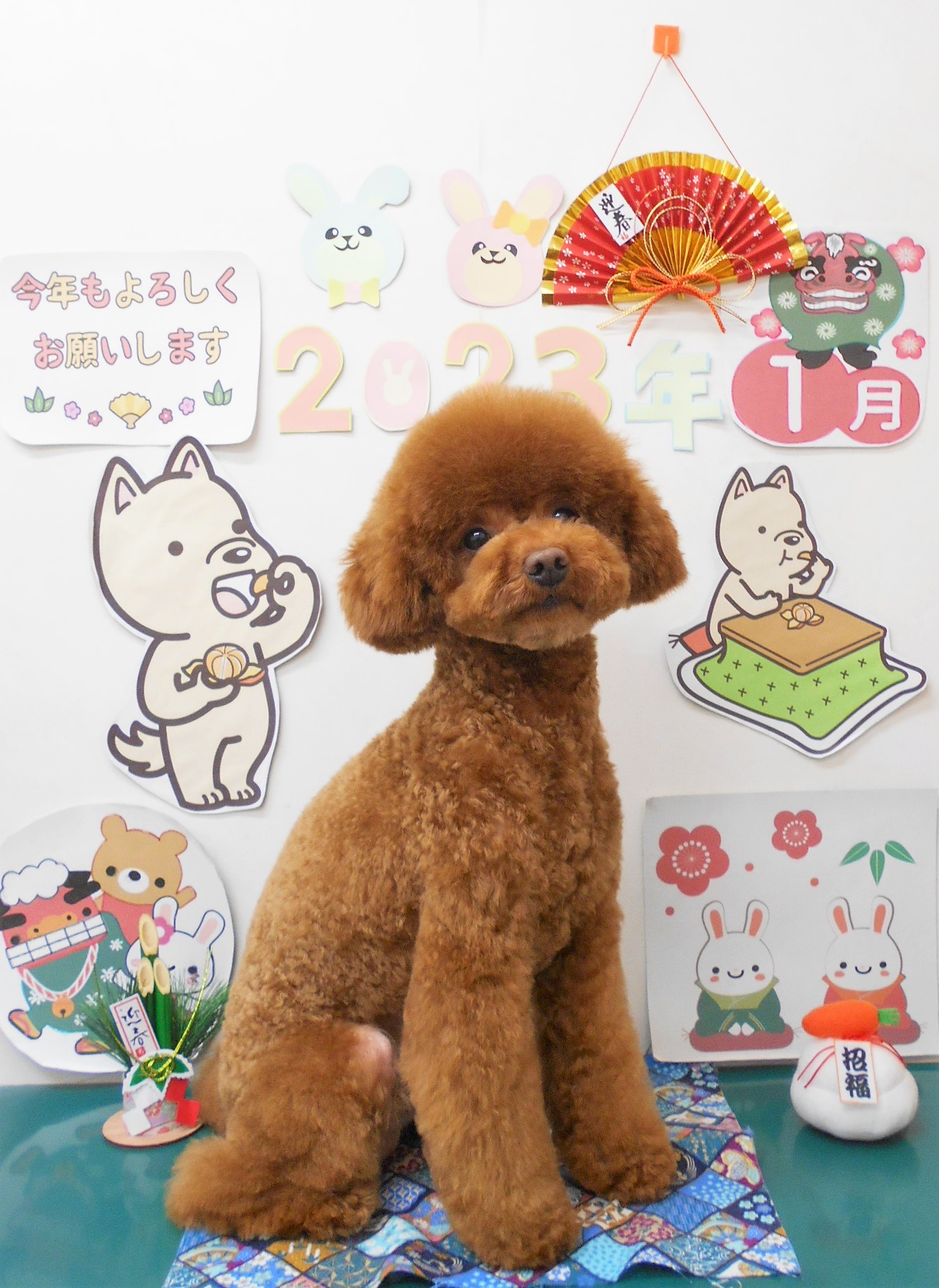 トイプードルのトリミングカット シュシュどうぶつ病院の1枚目
