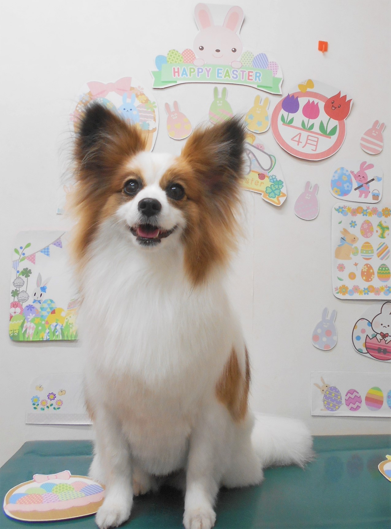 パピヨンのトリミングカット シュシュどうぶつ病院の1枚目