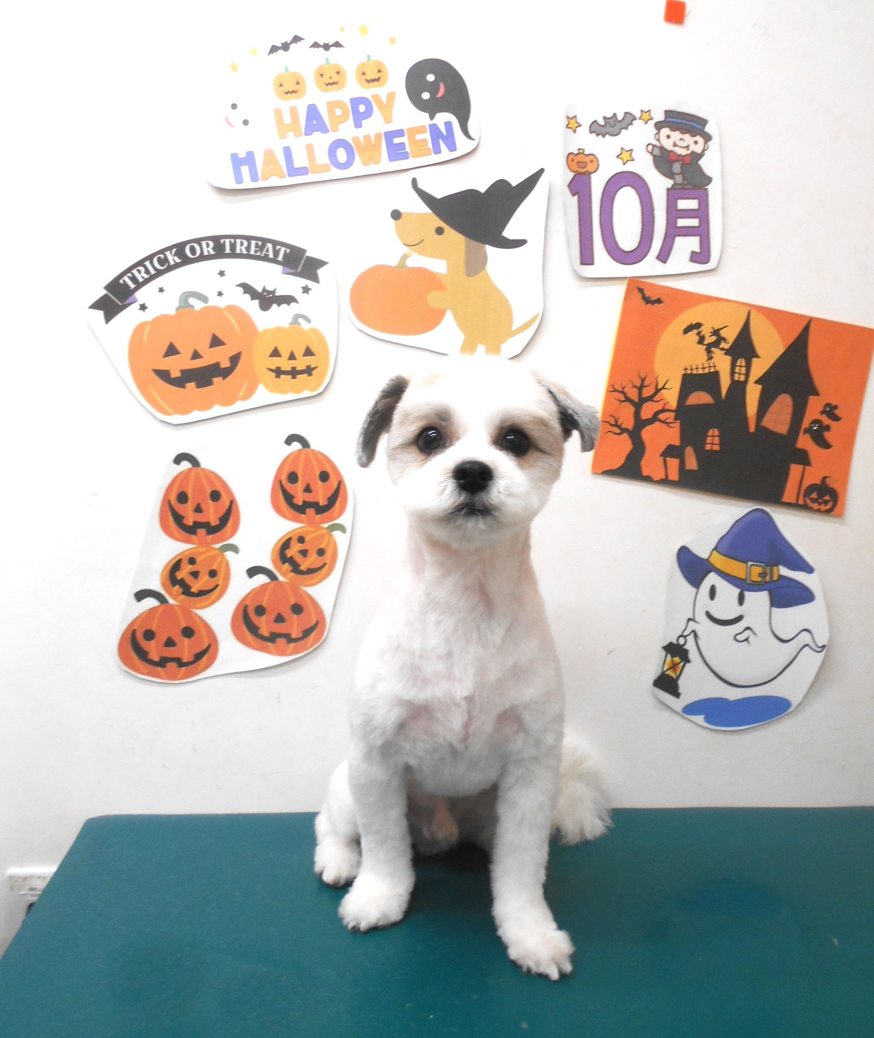 ミックス犬(その他)のトリミングカット シュシュどうぶつ病院の1枚目