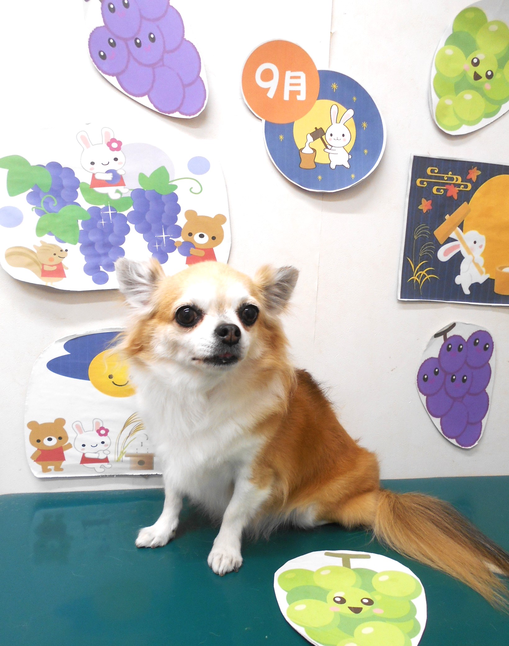 チワワのトリミングカット シュシュどうぶつ病院の1枚目