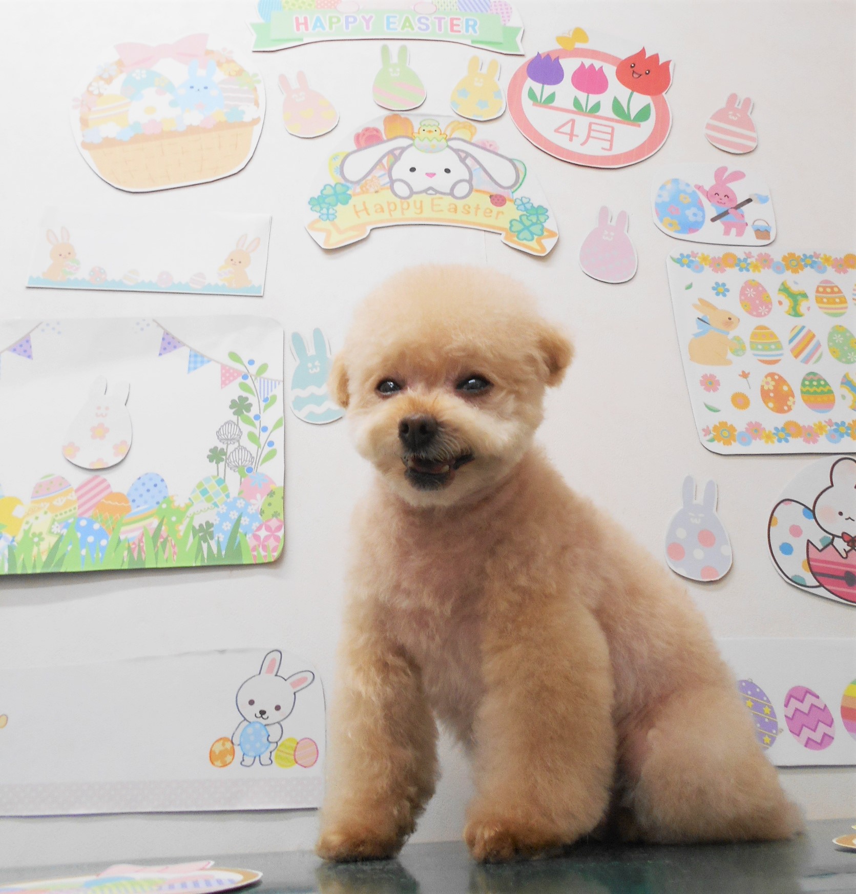 トイプードルのトリミングカット シュシュどうぶつ病院の1枚目