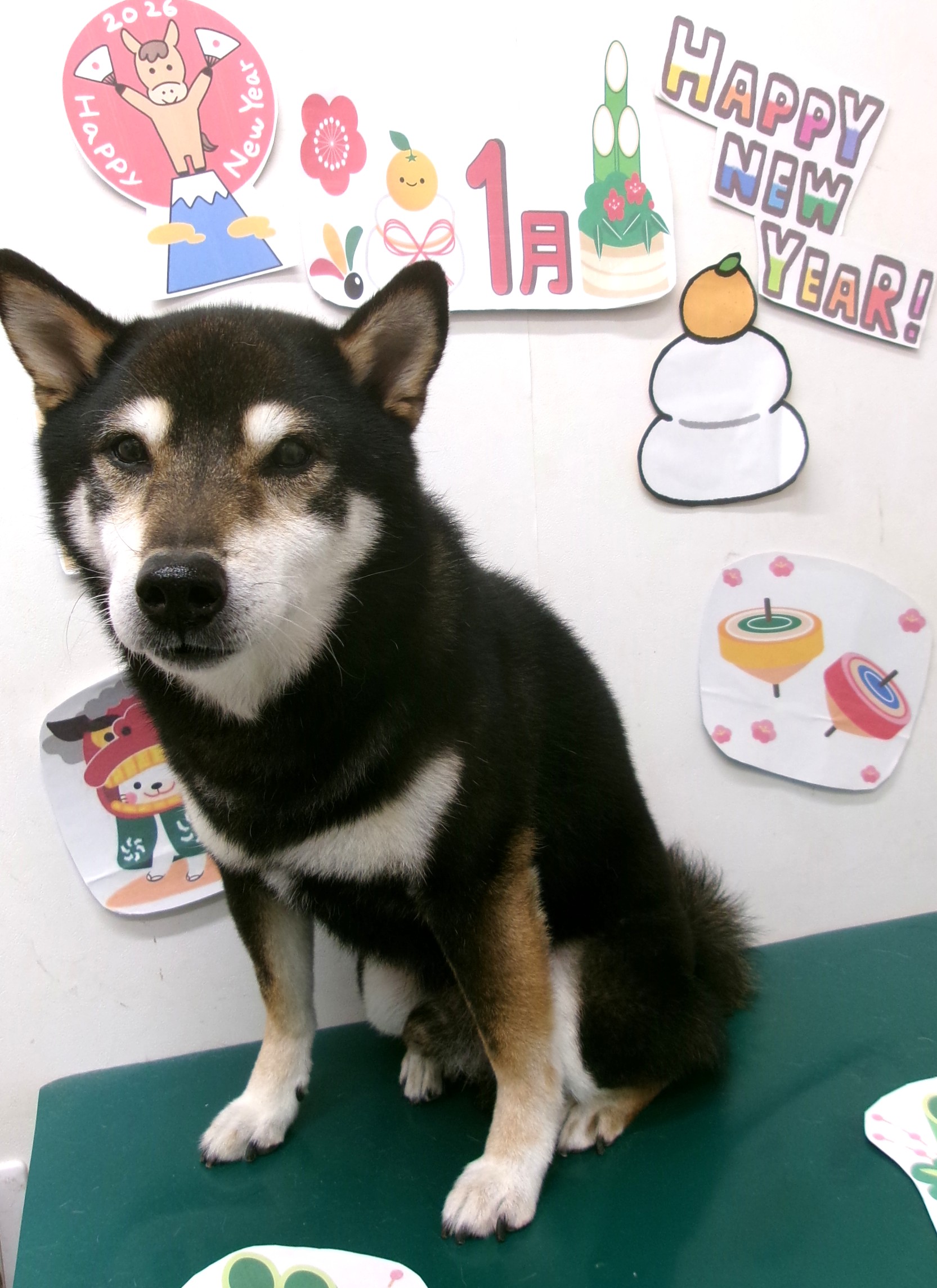 柴犬のトリミングカット シュシュどうぶつ病院の1枚目