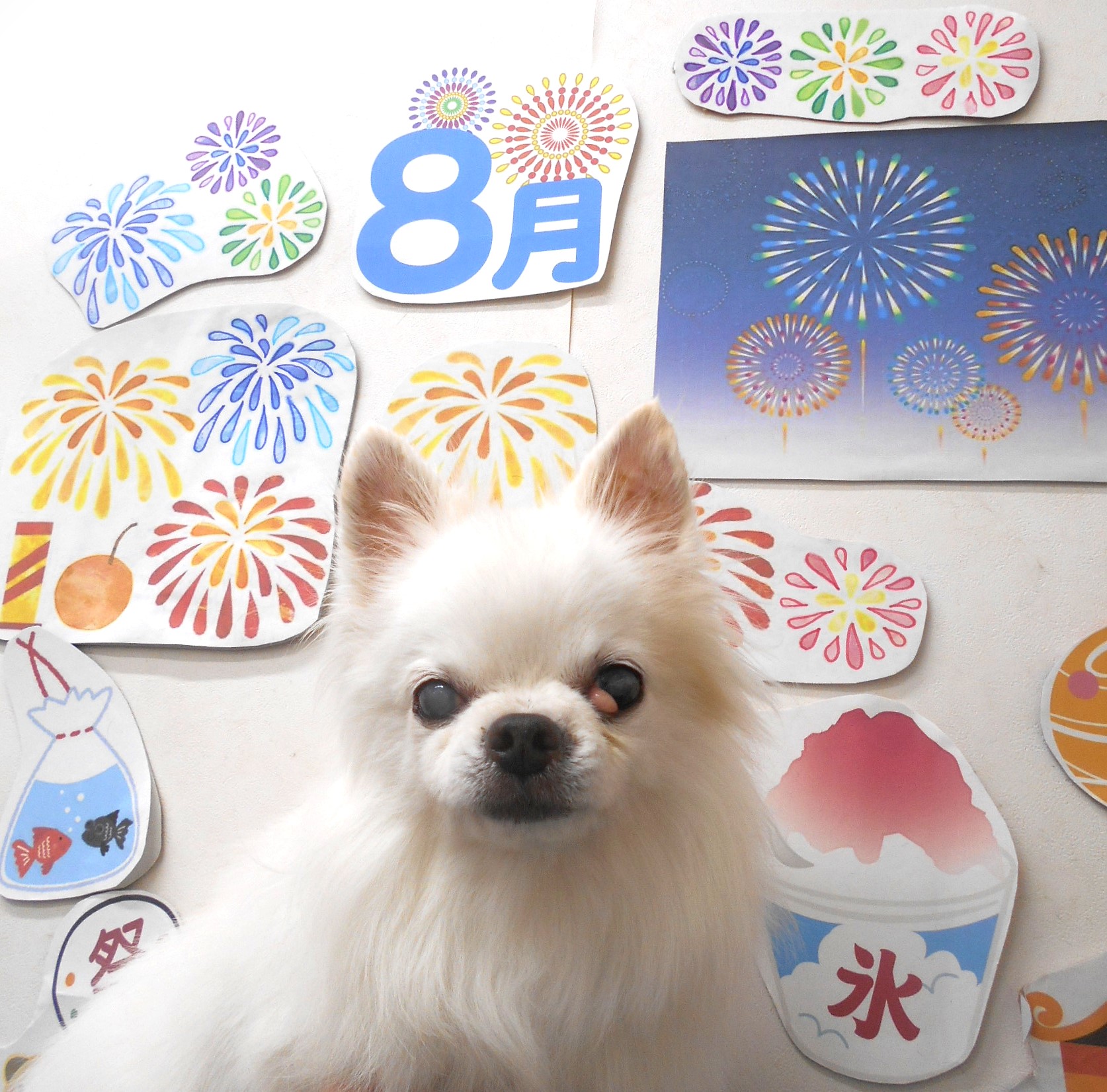 チワワのトリミングカット シュシュどうぶつ病院の1枚目