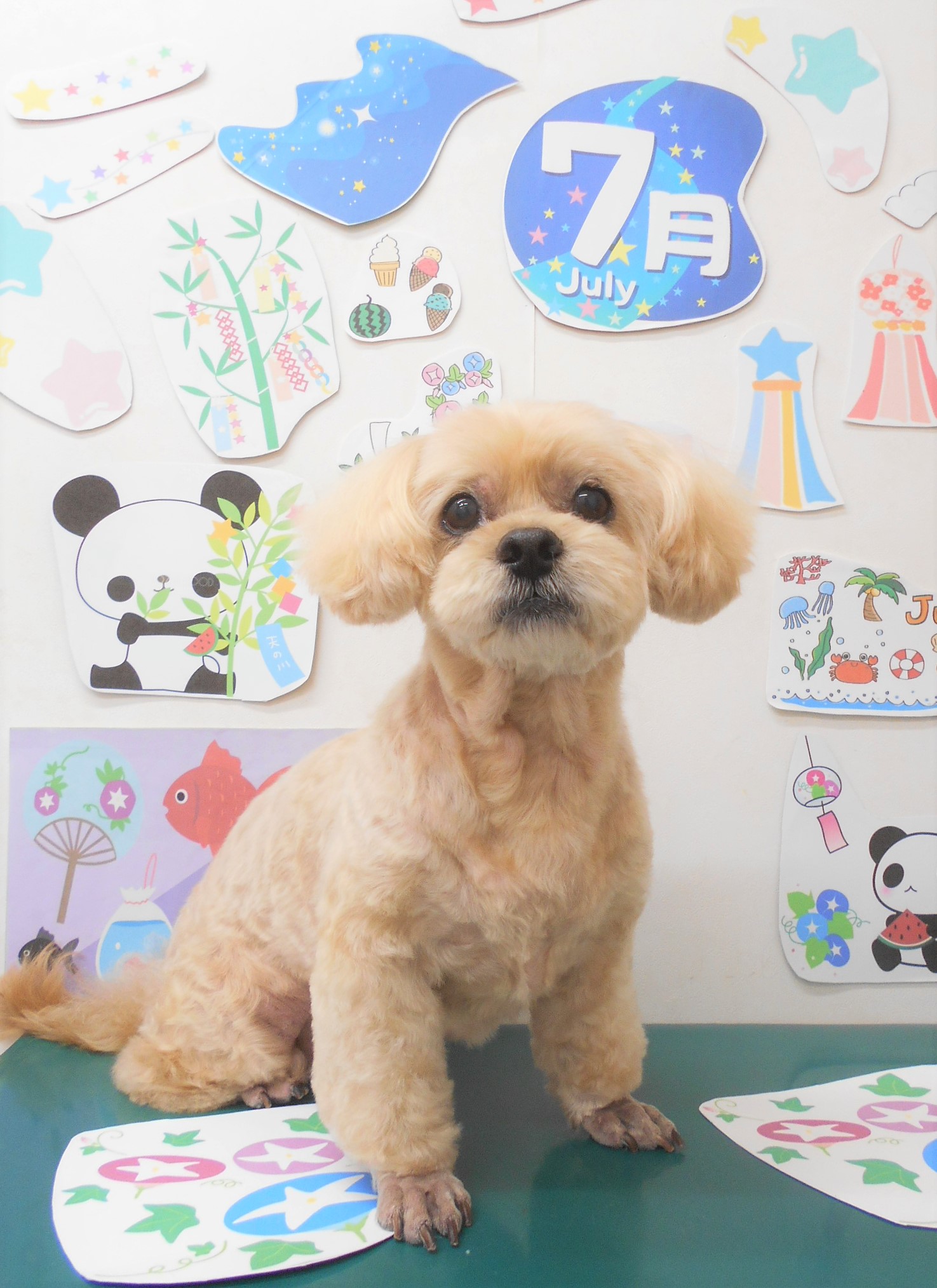 ミックス犬(その他)のトリミングカット シュシュどうぶつ病院の1枚目