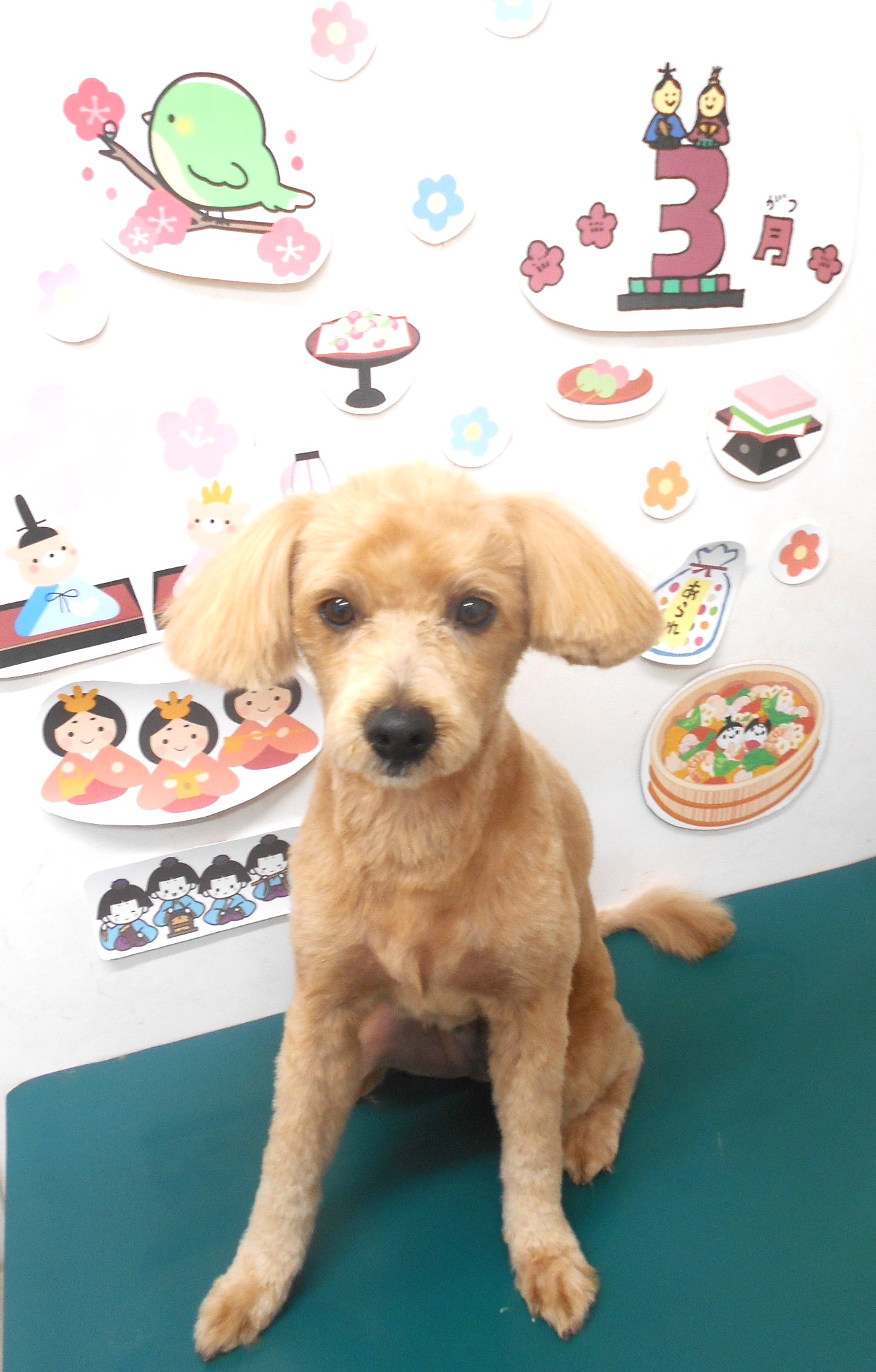 ミックス犬(その他)のトリミングカット シュシュどうぶつ病院の1枚目