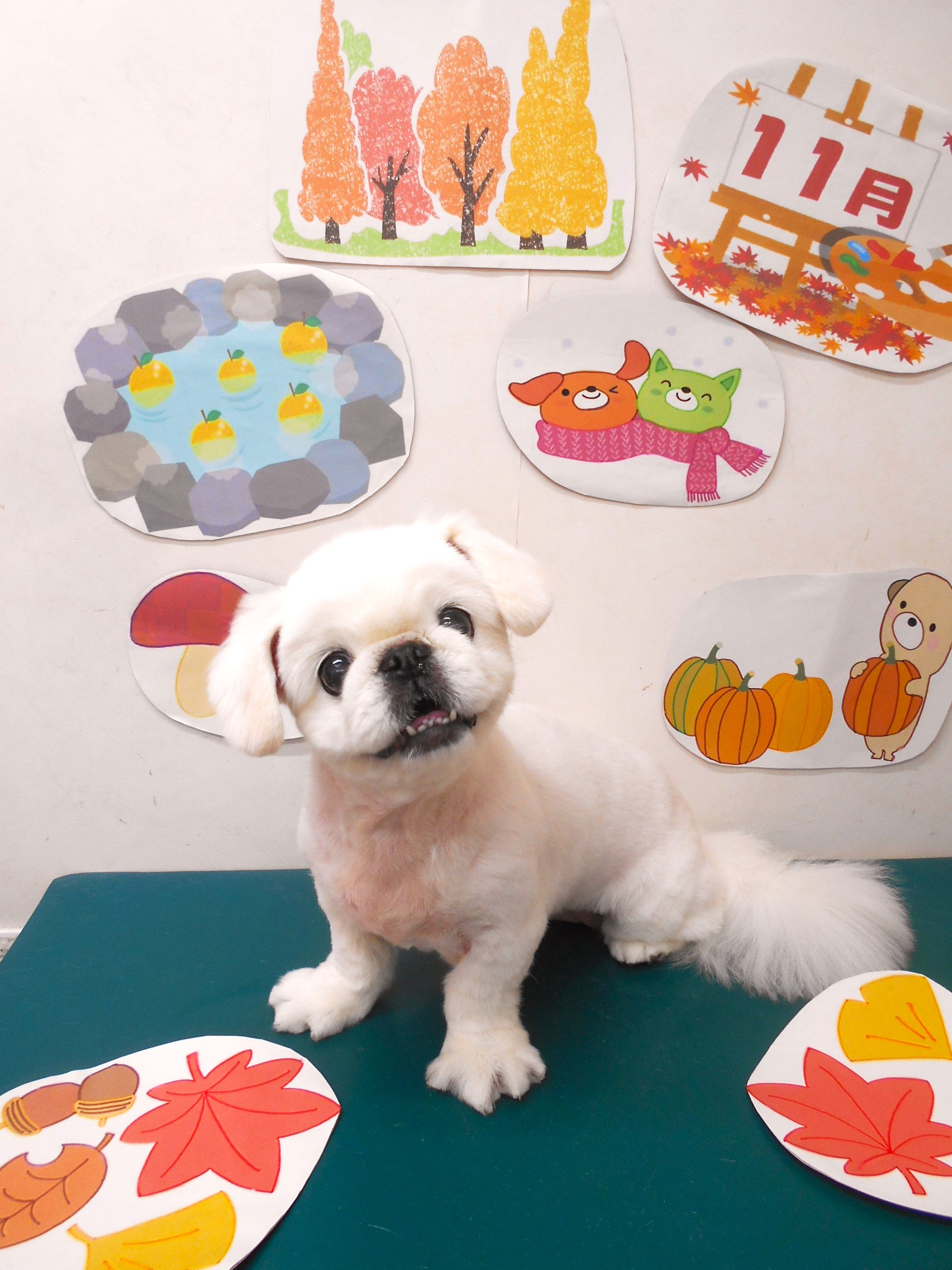 ペキニーズのトリミングカット シュシュどうぶつ病院の1枚目