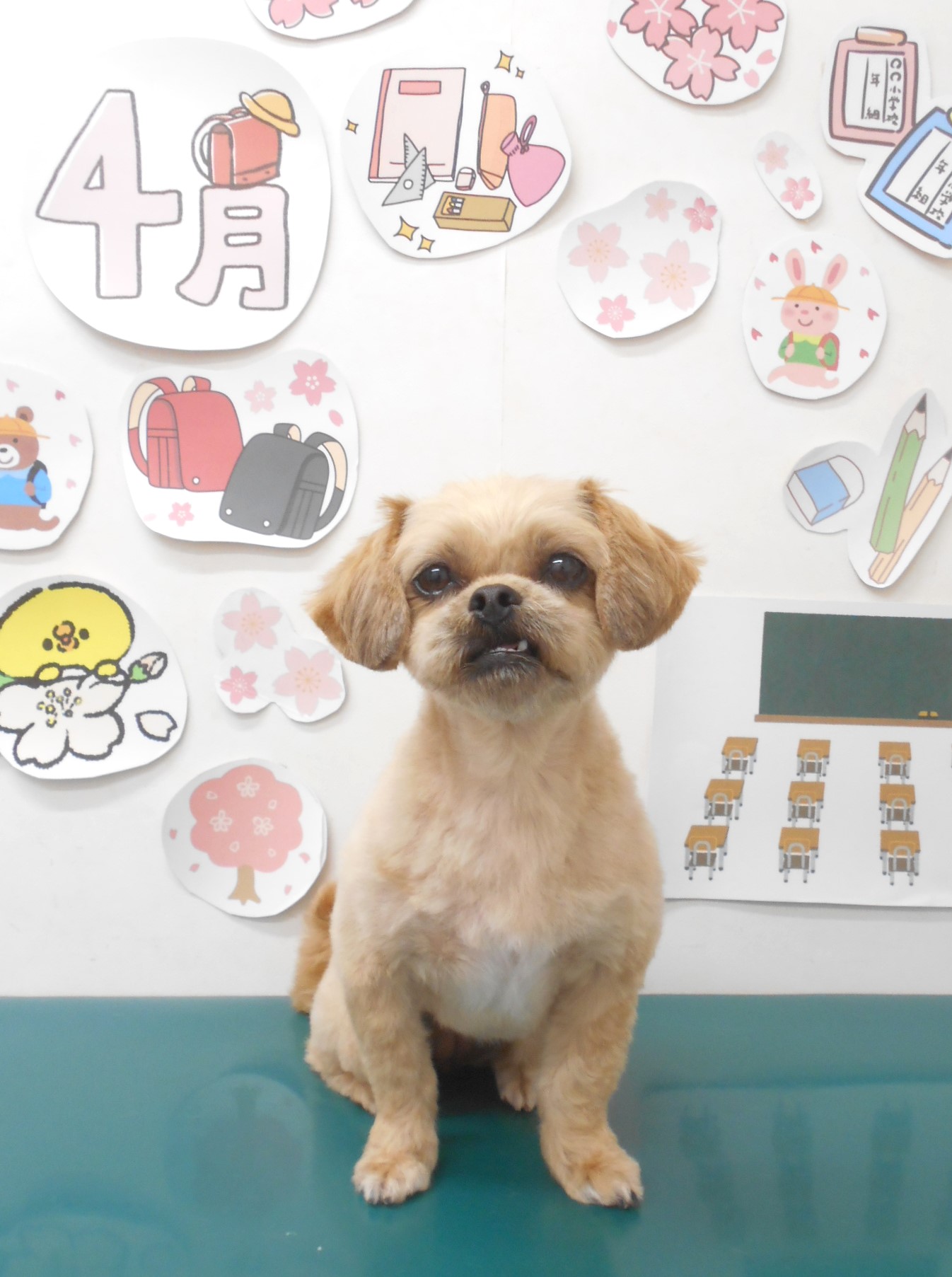 ミックス犬(その他)のトリミングカット シュシュどうぶつ病院の1枚目