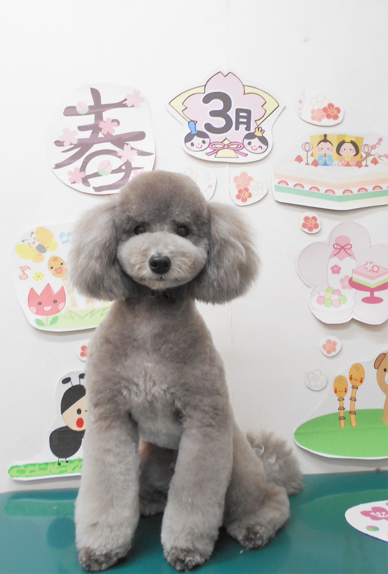 トイプードルのトリミングカット シュシュどうぶつ病院の1枚目