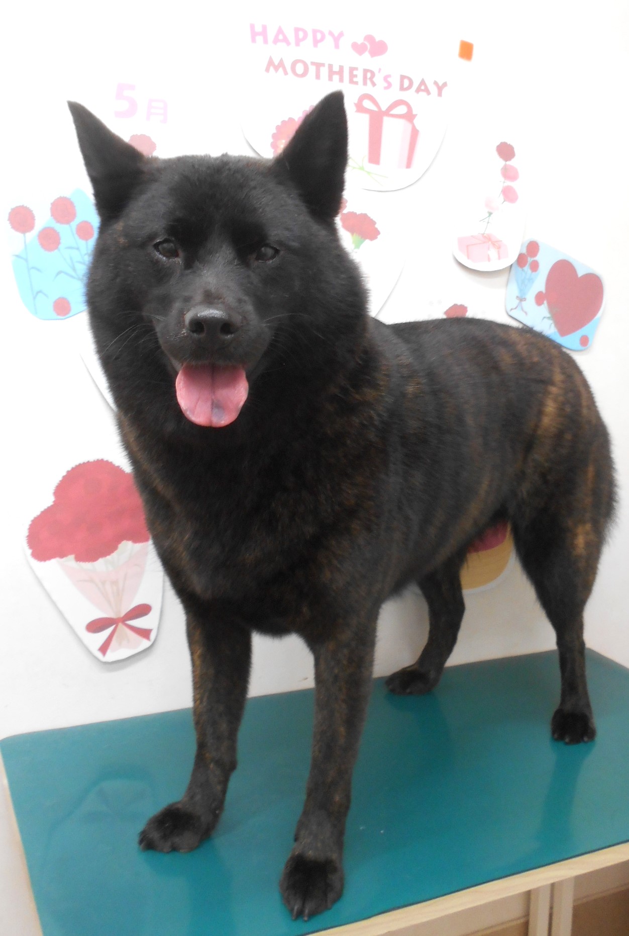 甲斐犬のトリミングカット シュシュどうぶつ病院の1枚目