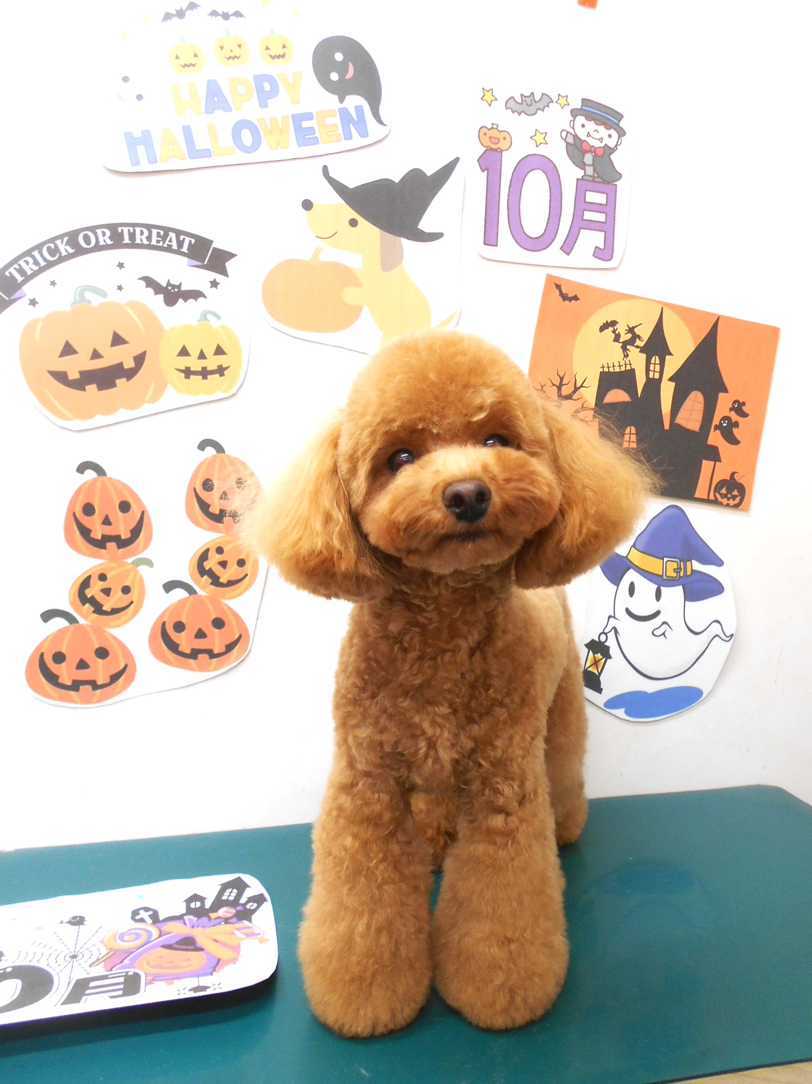 トイプードルのトリミングカット シュシュどうぶつ病院の1枚目