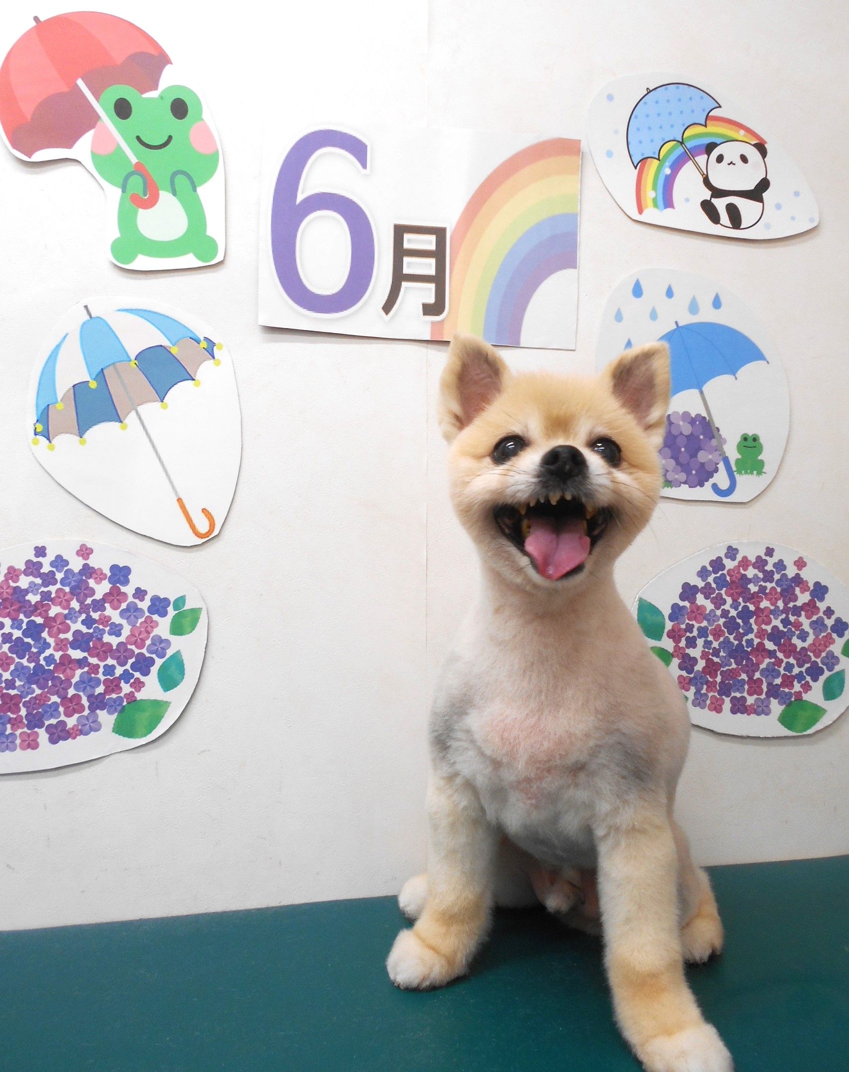 ミックス犬(その他)のトリミングカット シュシュどうぶつ病院の1枚目