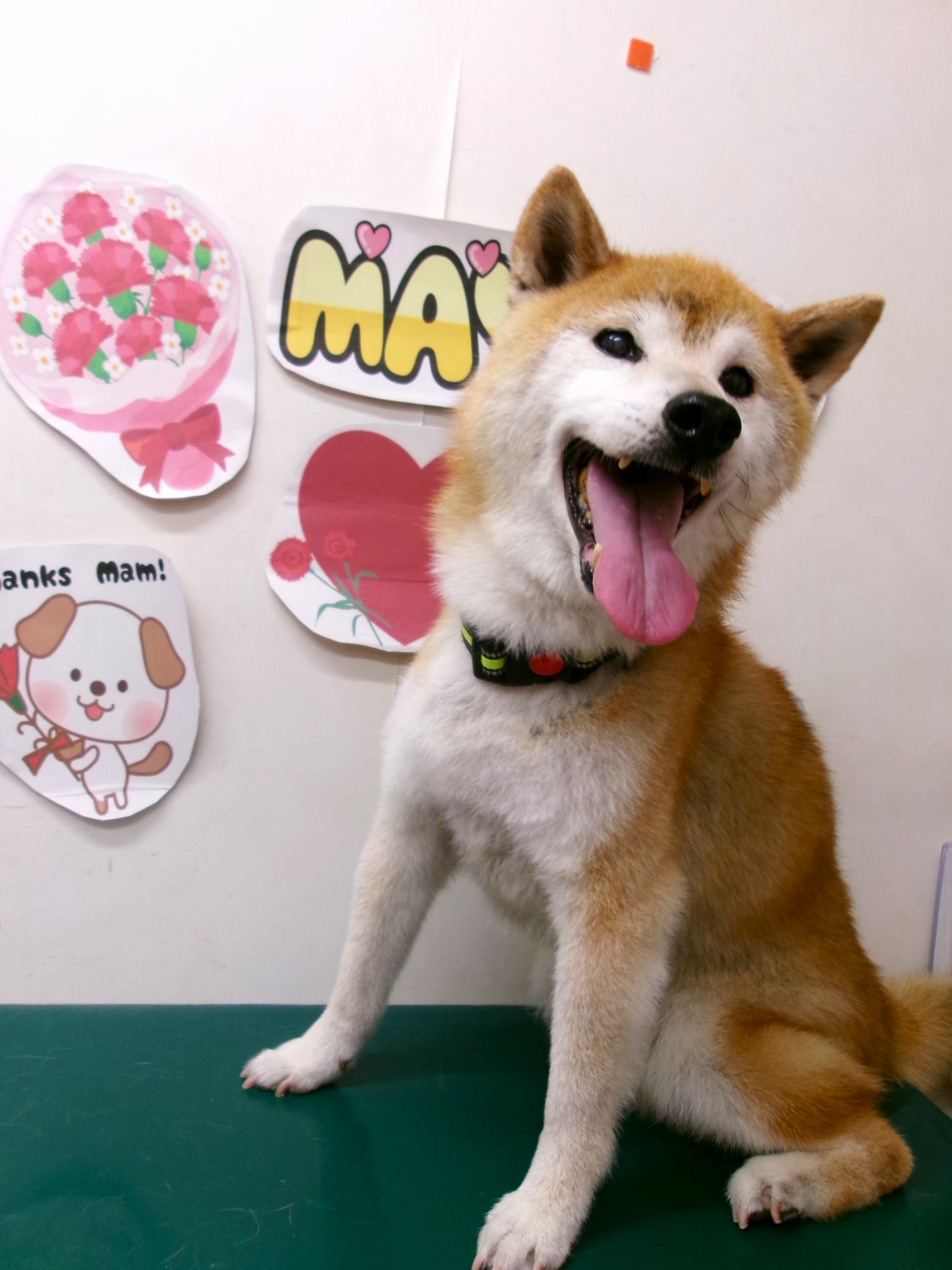 トリミングサロン シュシュどうぶつ病院のトリミングカット-10015の1枚目