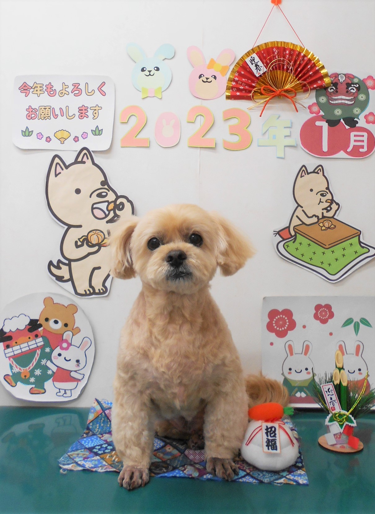 ミックス犬(その他)のトリミングカット シュシュどうぶつ病院の1枚目