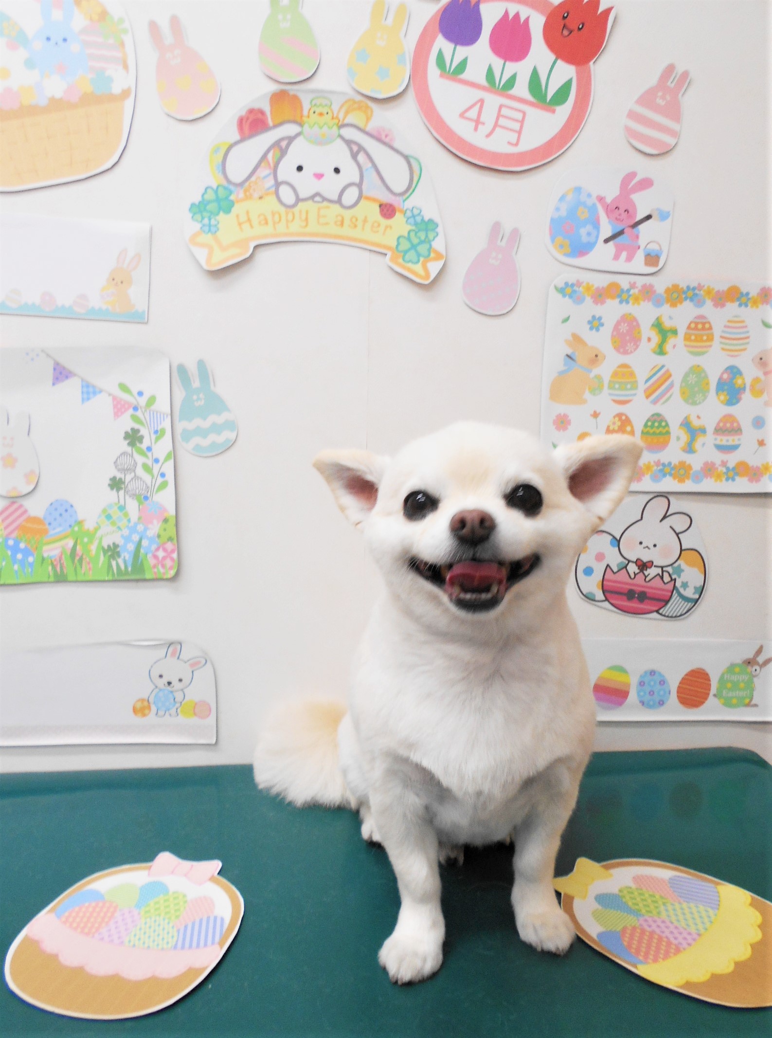 チワワのトリミングカット シュシュどうぶつ病院の1枚目