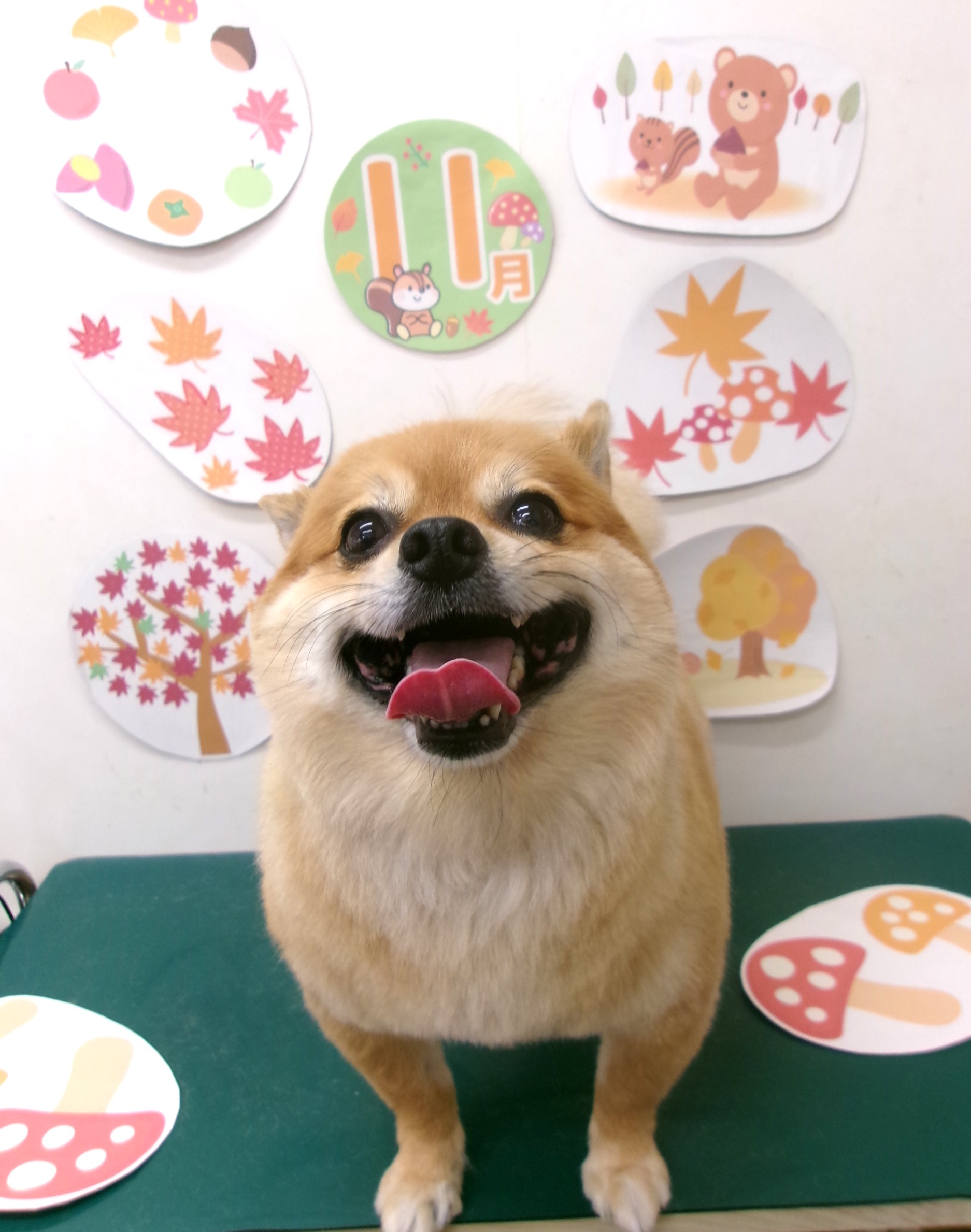 トリミングサロン シュシュどうぶつ病院のトリミングカット-10576の1枚目