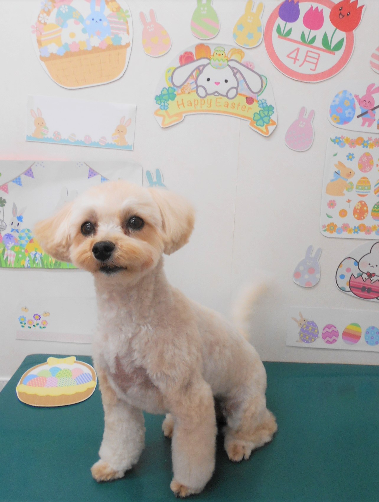ミックス犬(その他)のトリミングカット シュシュどうぶつ病院の1枚目