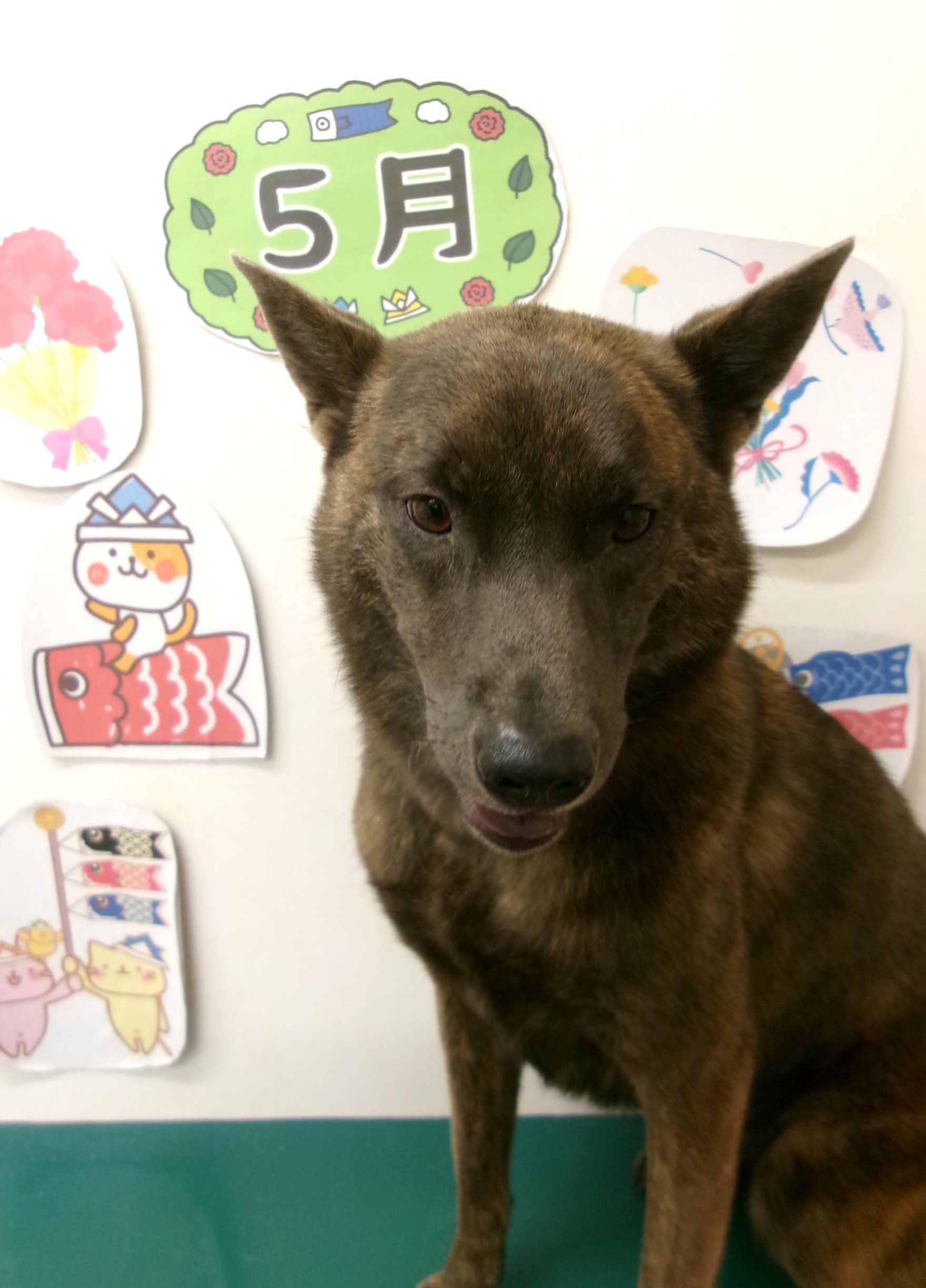 甲斐犬のトリミングカット シュシュどうぶつ病院の1枚目