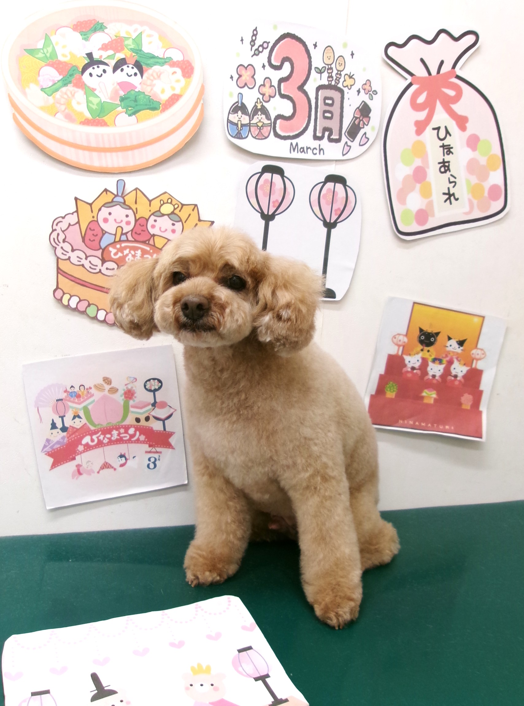 トリミングサロン シュシュどうぶつ病院のトリミングカット-9899の1枚目