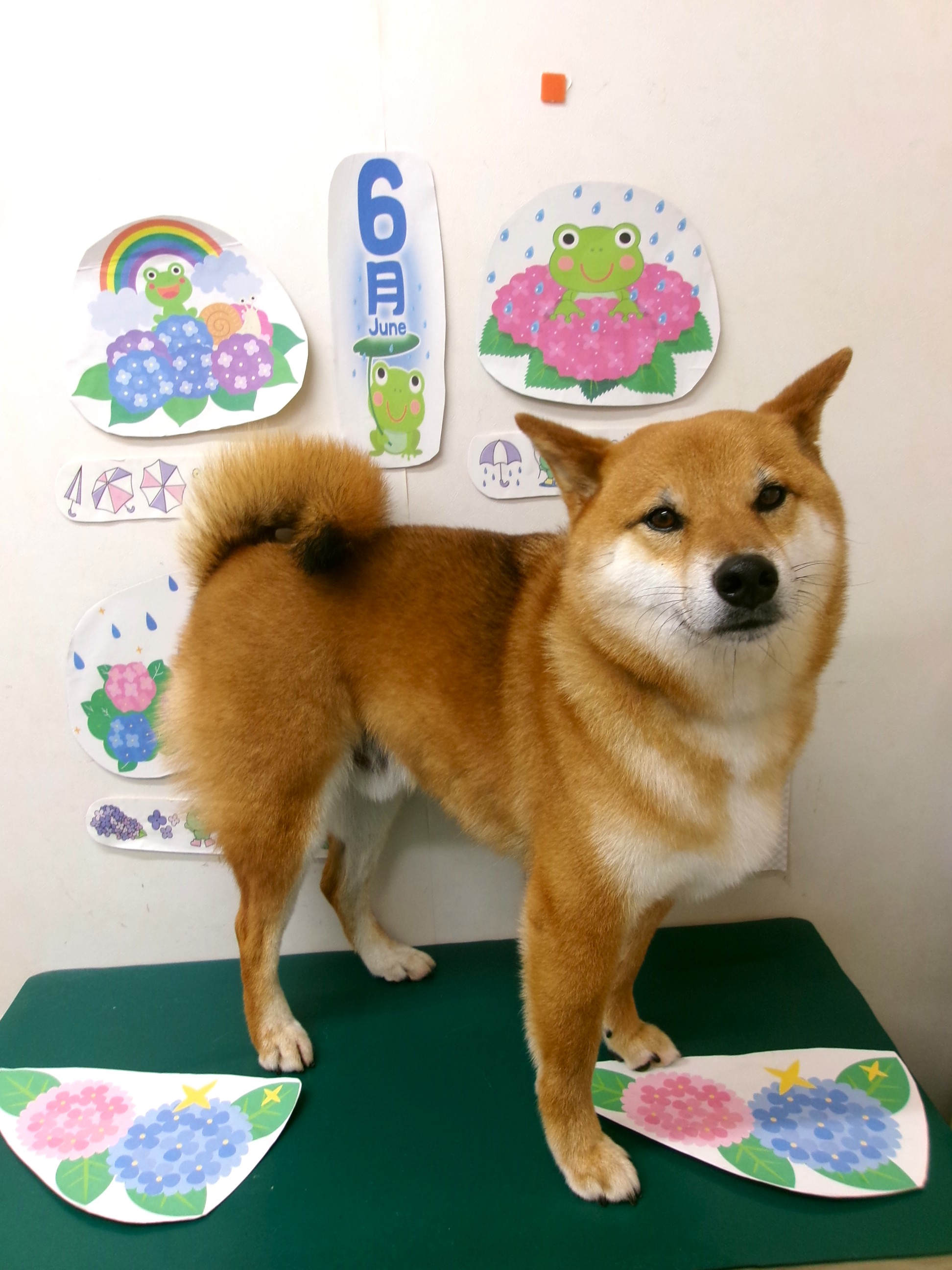 トリミングサロン シュシュどうぶつ病院のトリミングカット-10152の1枚目
