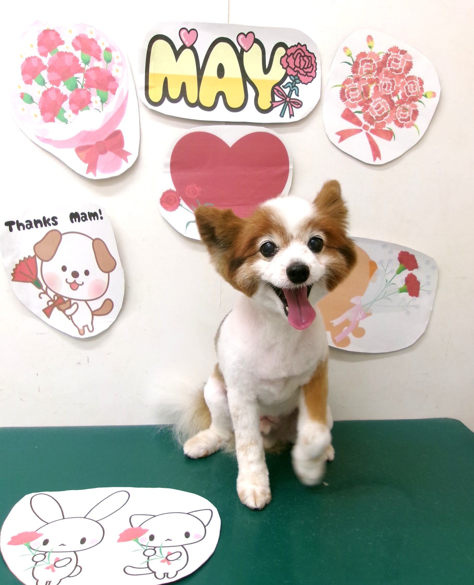 トリミングサロン シュシュどうぶつ病院のトリミングカット-10088の1枚目