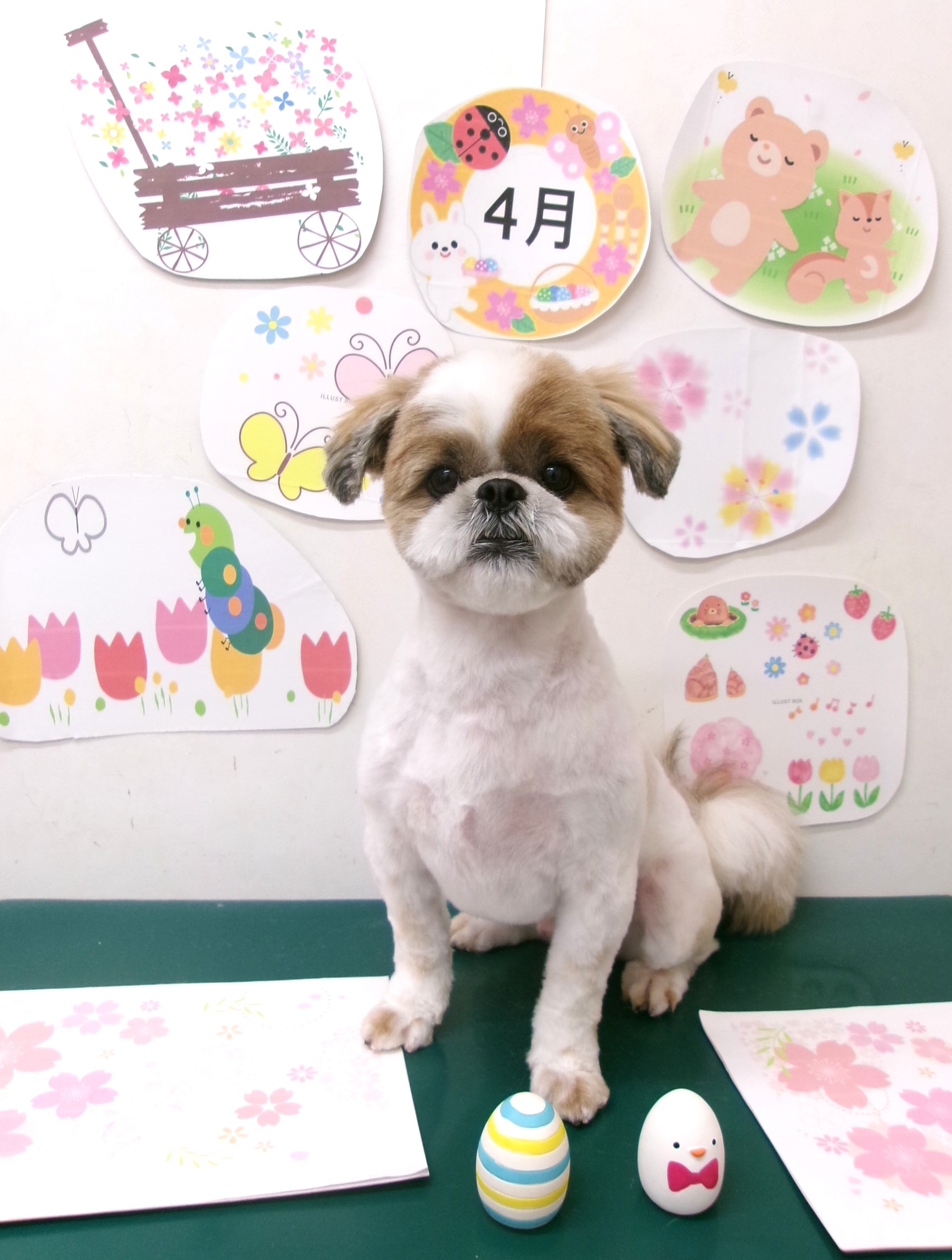 トリミングサロン シュシュどうぶつ病院のトリミングカット-9919の1枚目