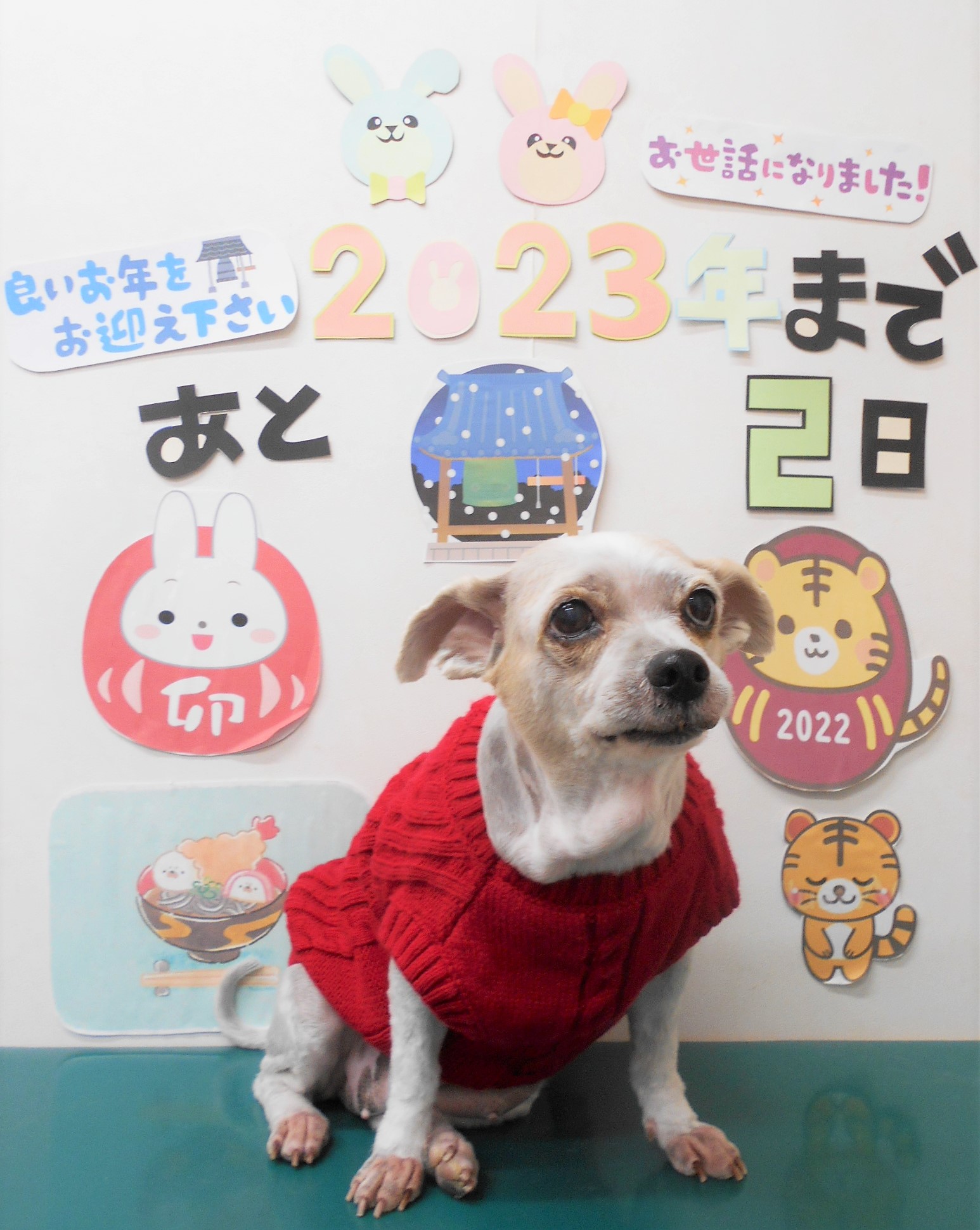 ミックス犬(その他)のトリミングカット シュシュどうぶつ病院の1枚目