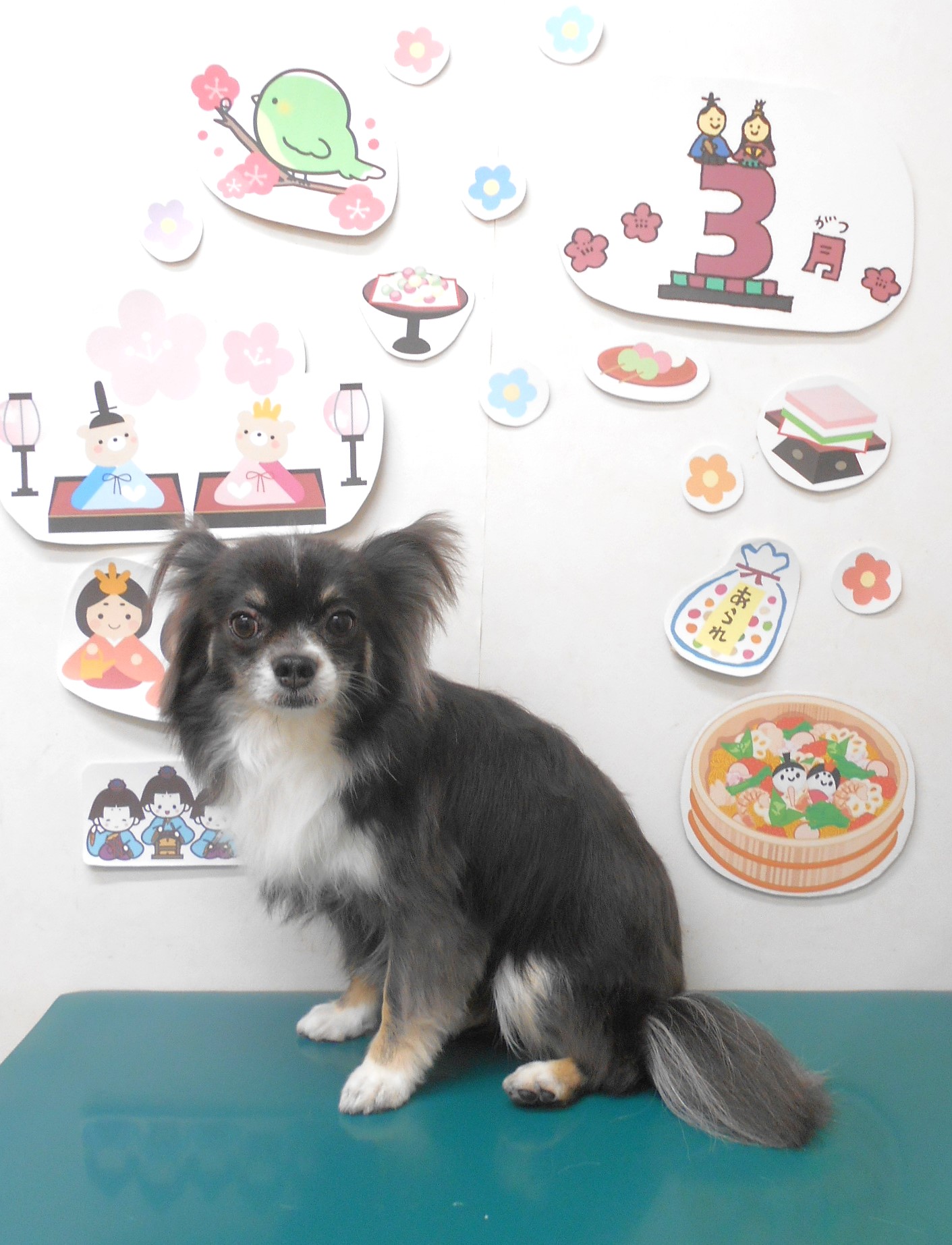 チワワのトリミングカット シュシュどうぶつ病院の1枚目