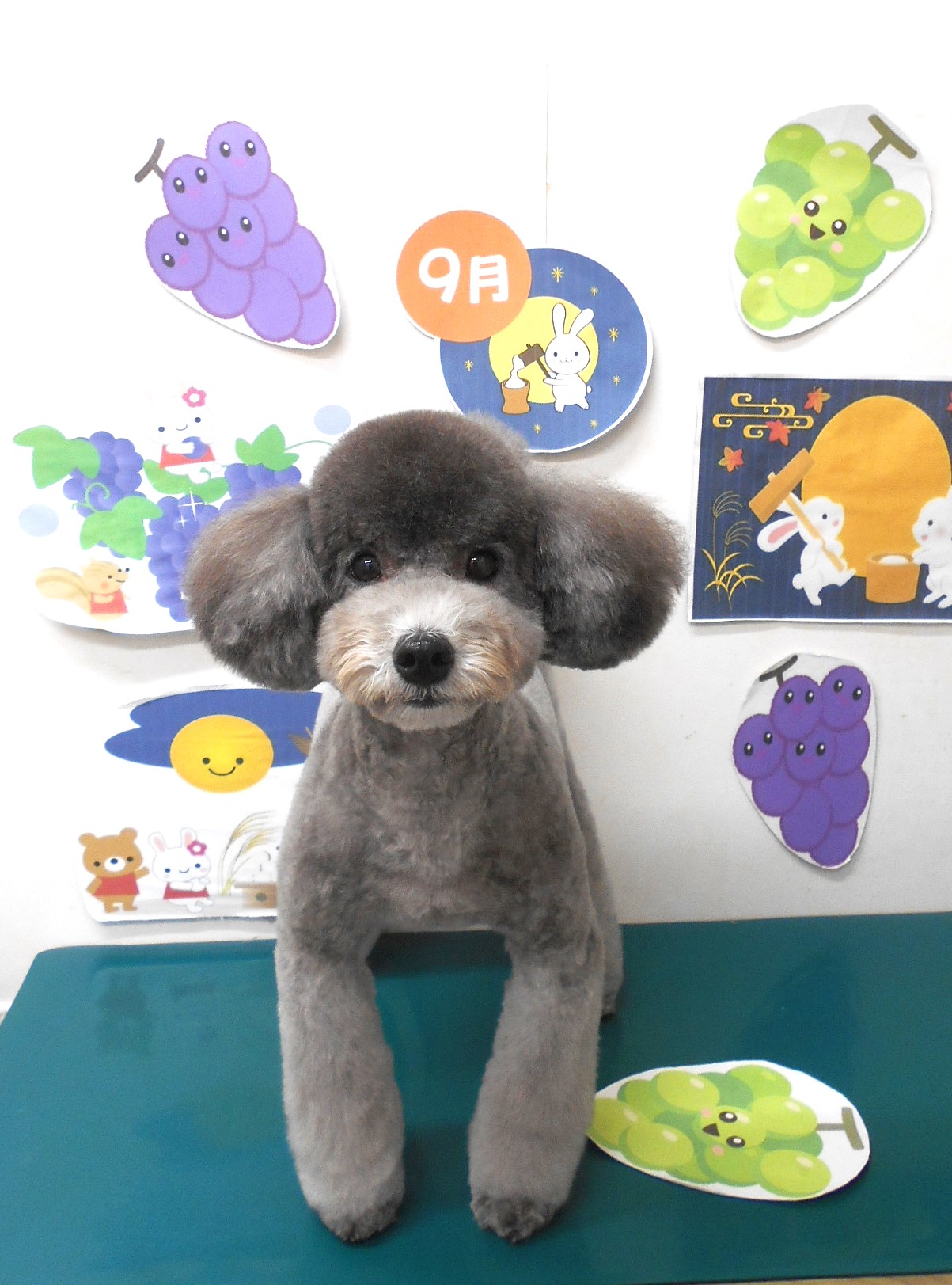 トイプードルのトリミングカット シュシュどうぶつ病院の1枚目