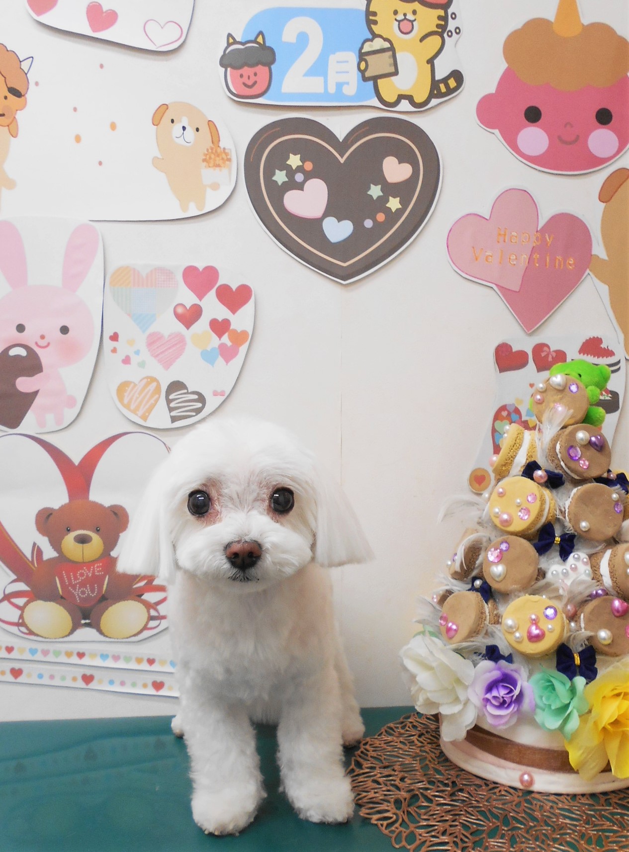 マルチーズのトリミングカット シュシュどうぶつ病院の1枚目