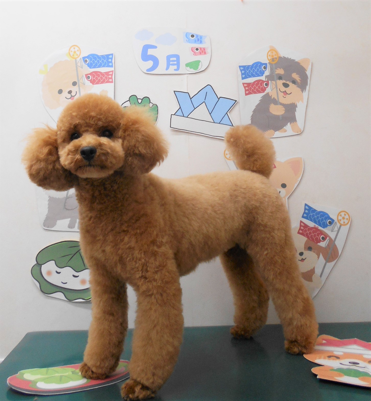 トイプードルのトリミングカット シュシュどうぶつ病院の1枚目