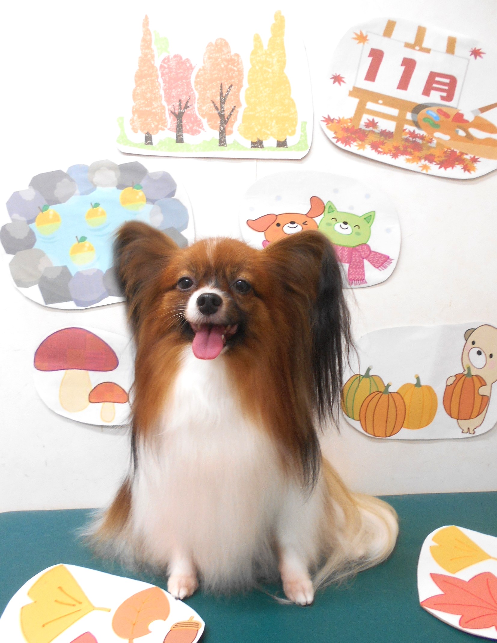 パピヨンのトリミングカット シュシュどうぶつ病院の1枚目