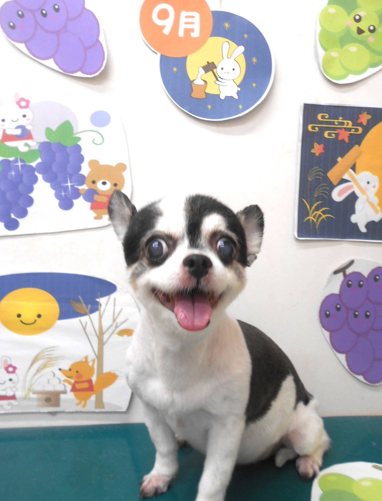 チワワのトリミングカット シュシュどうぶつ病院の1枚目