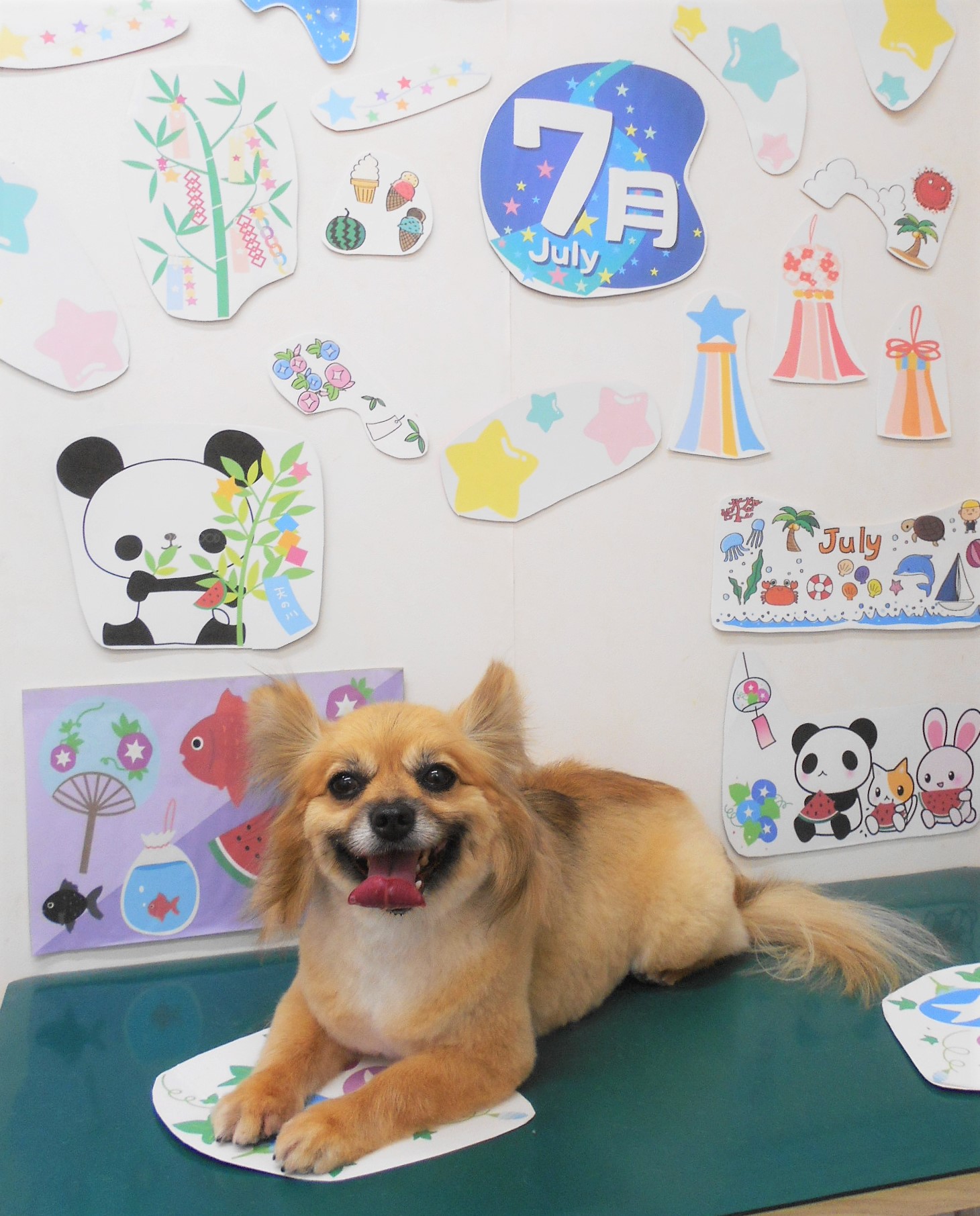 ミックス犬(その他)のトリミングカット シュシュどうぶつ病院の1枚目