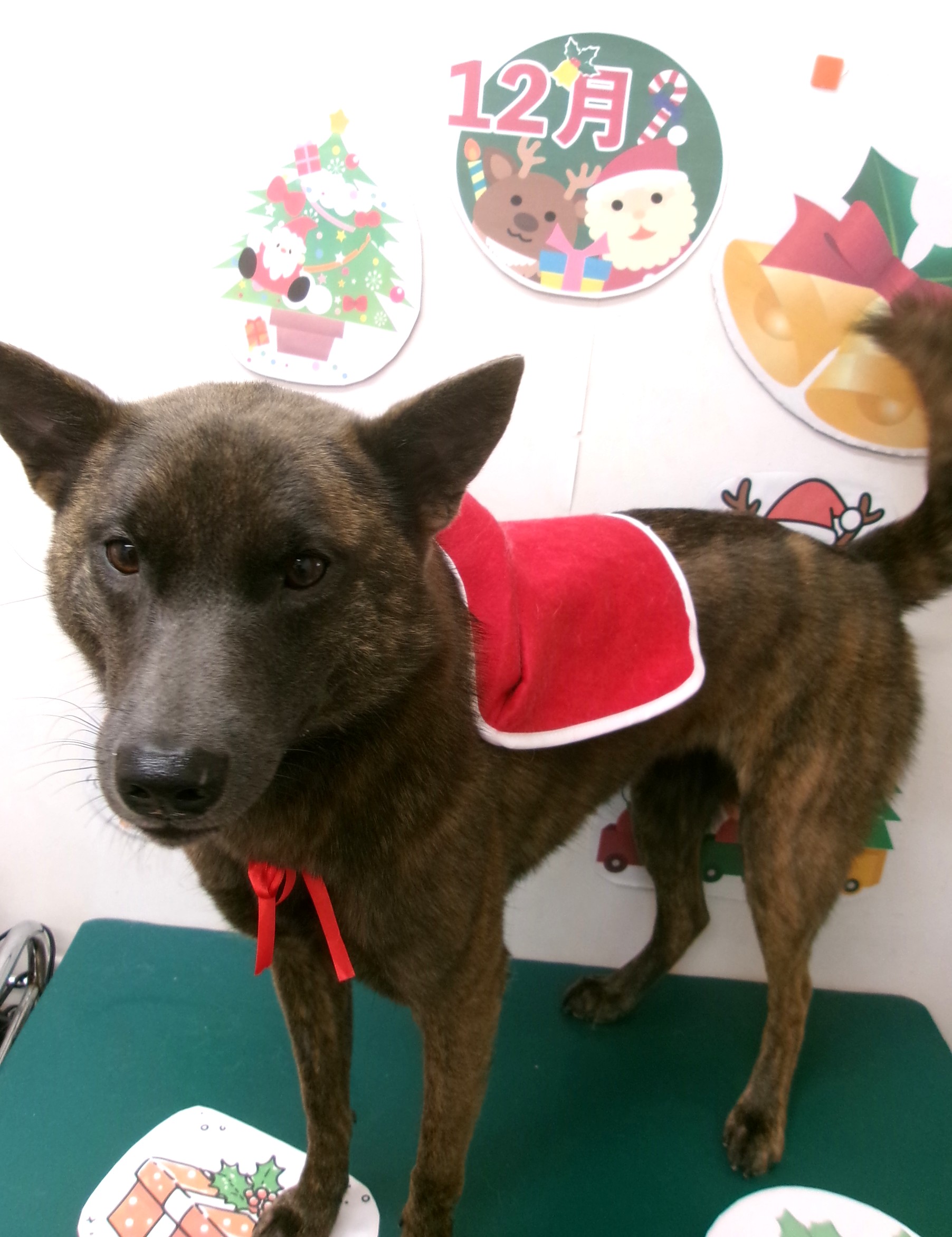 カット例 - シュシュどうぶつ病院