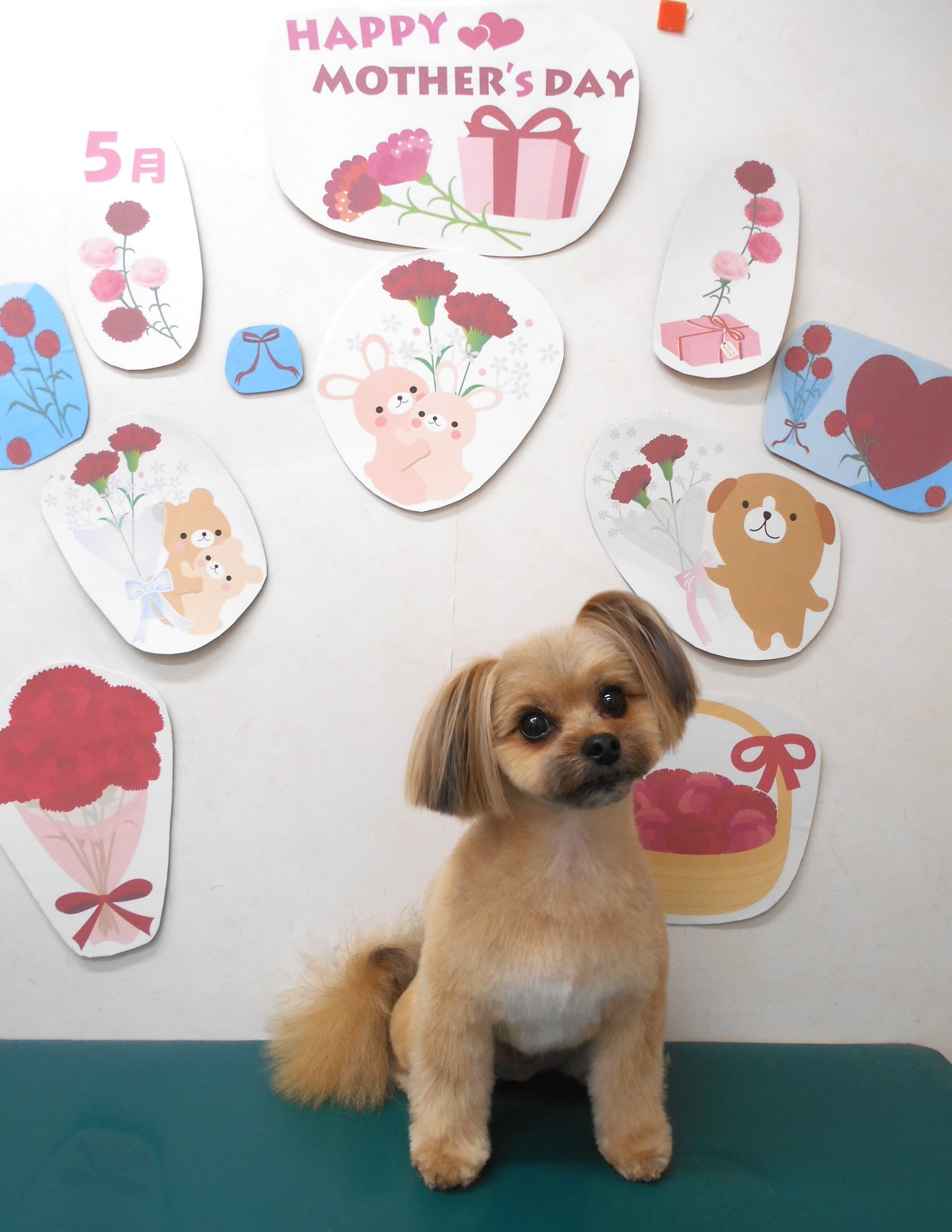 ミックス犬(その他)のトリミングカット シュシュどうぶつ病院の1枚目