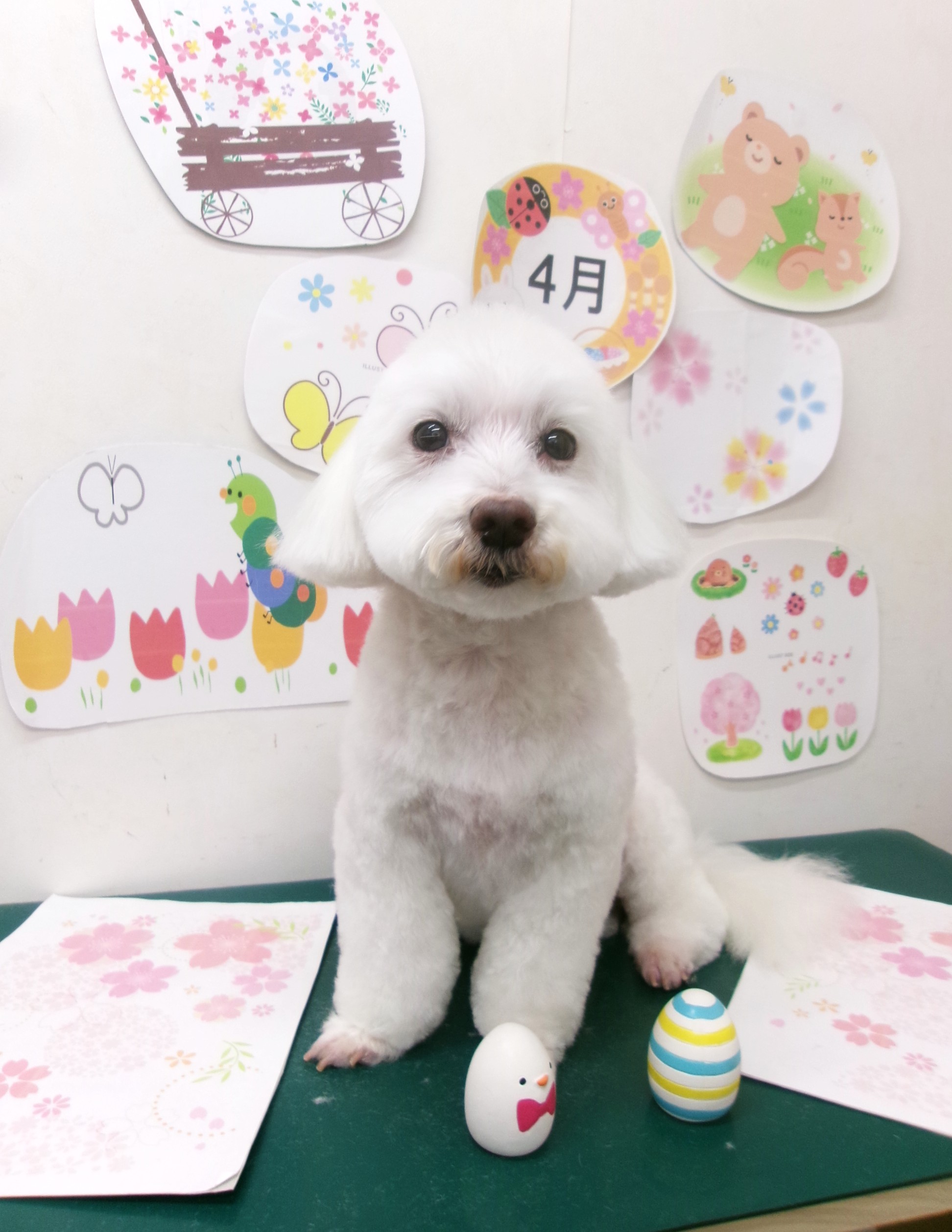 トリミングサロン シュシュどうぶつ病院のトリミングカット-9963の1枚目