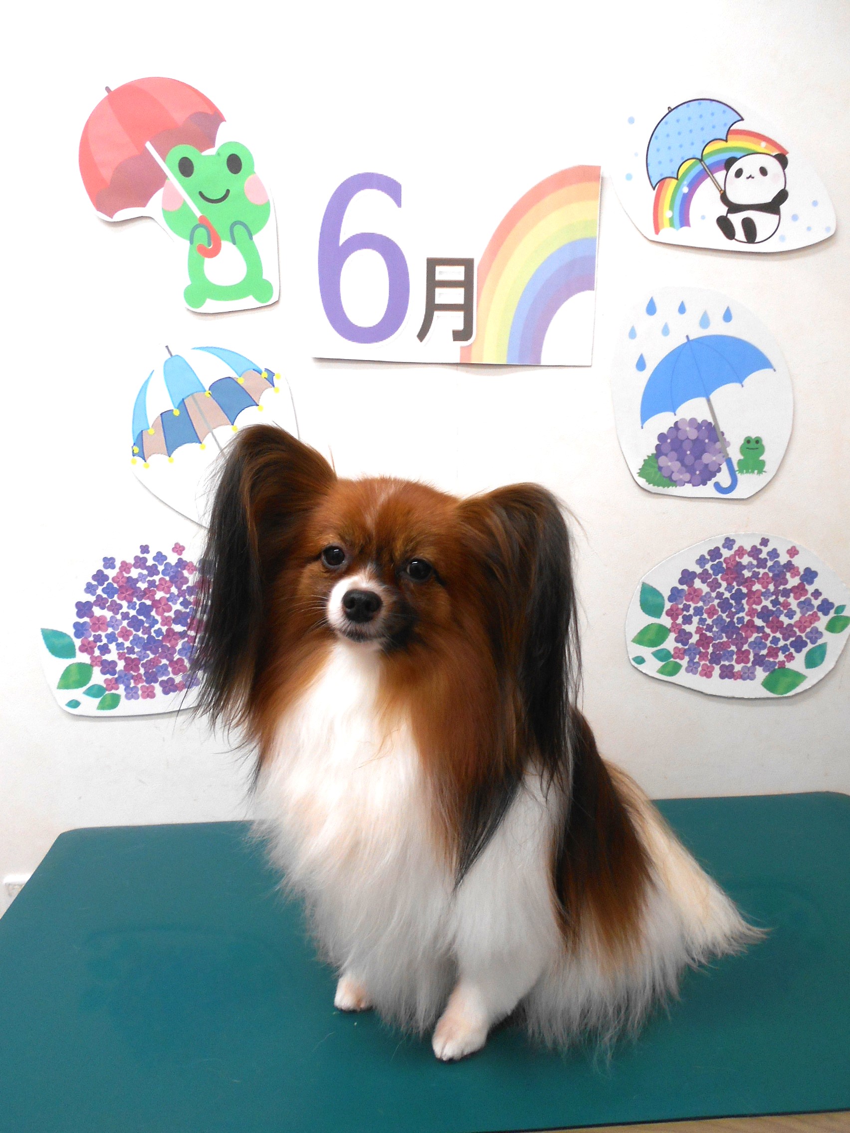 パピヨンのトリミングカット シュシュどうぶつ病院の1枚目