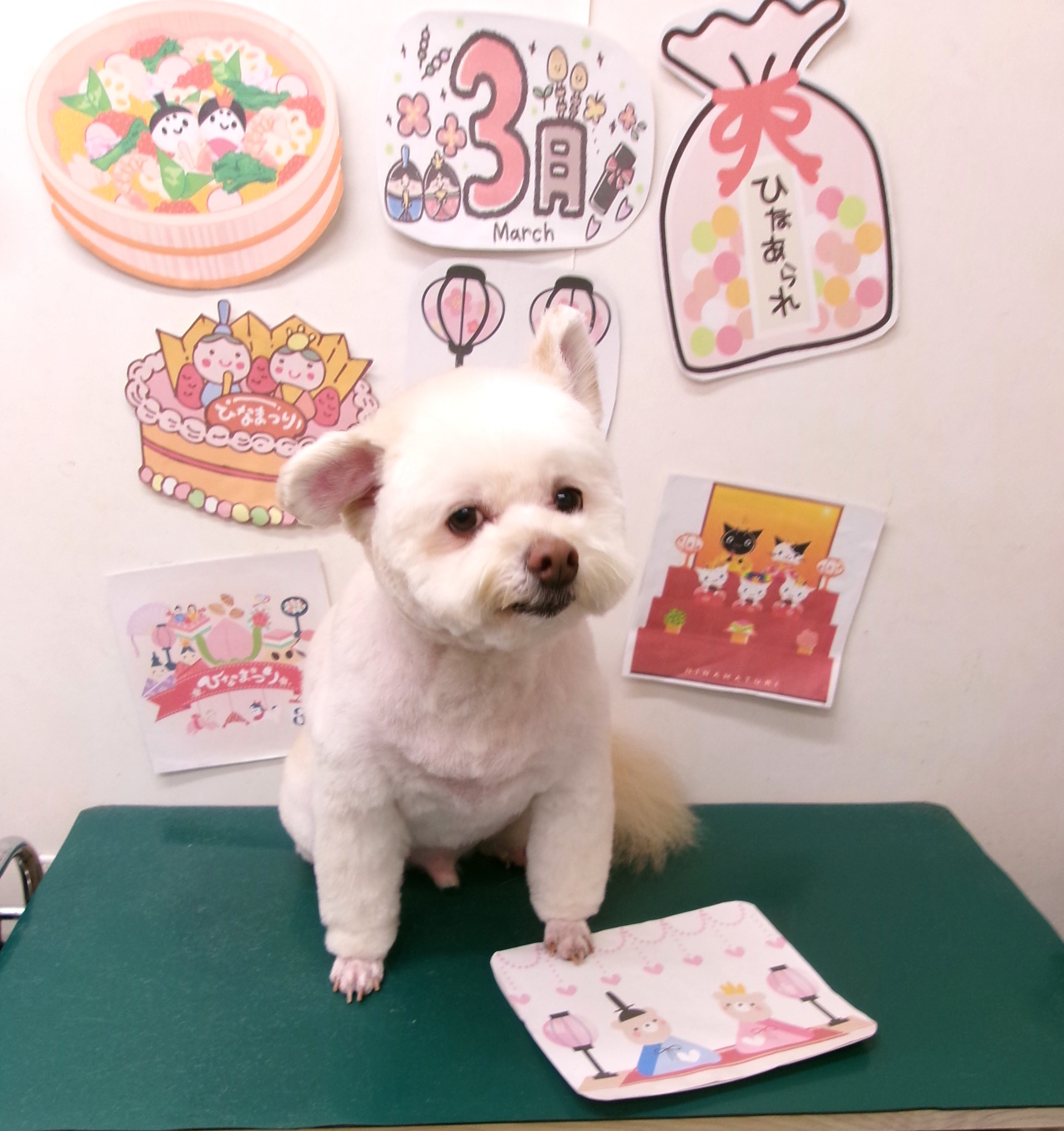 トリミングサロン シュシュどうぶつ病院のトリミングカット-9864の1枚目