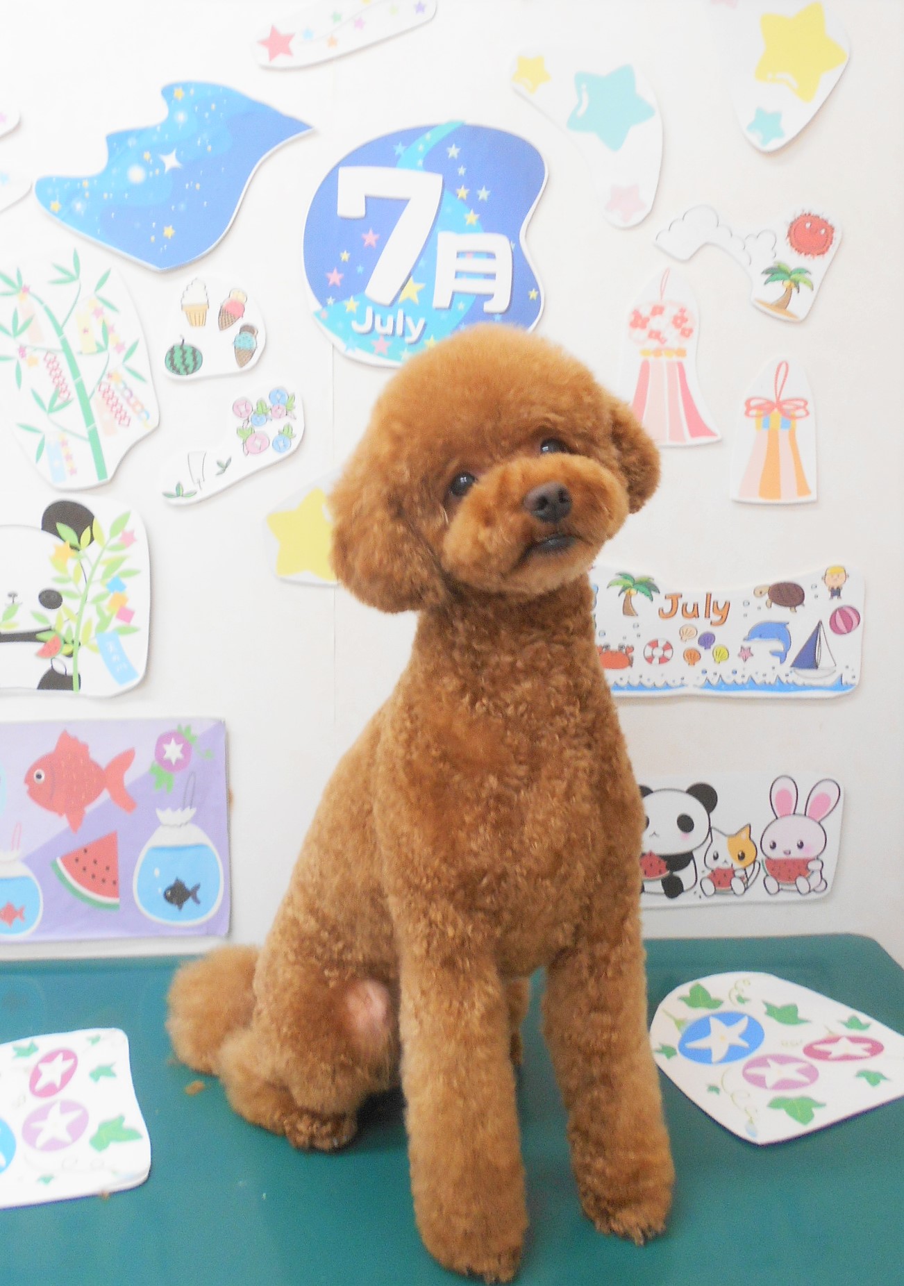 トリミングサロン シュシュどうぶつ病院のトリミングカット-7915の1枚目
