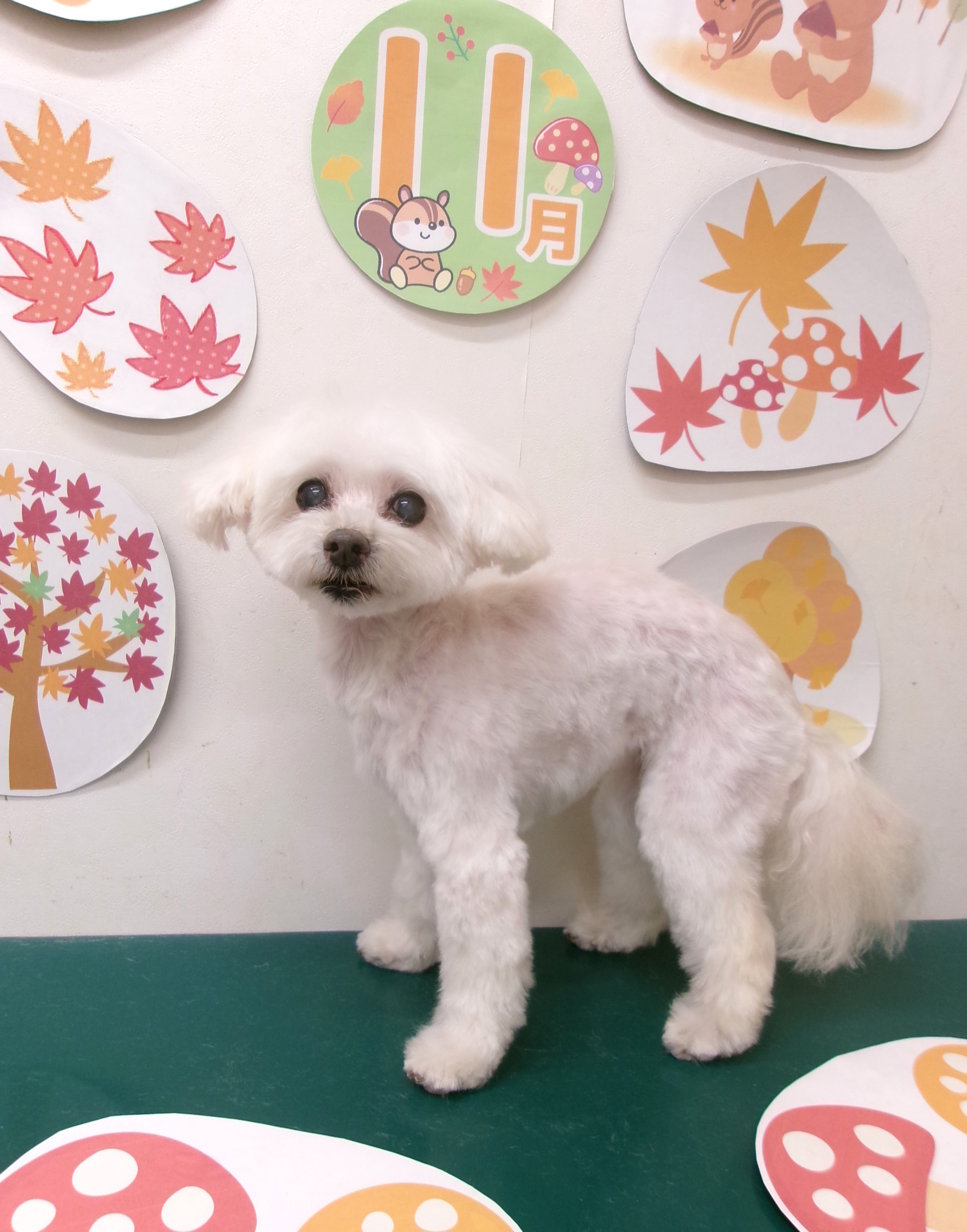 トリミングサロン シュシュどうぶつ病院のトリミングカット-10570の1枚目