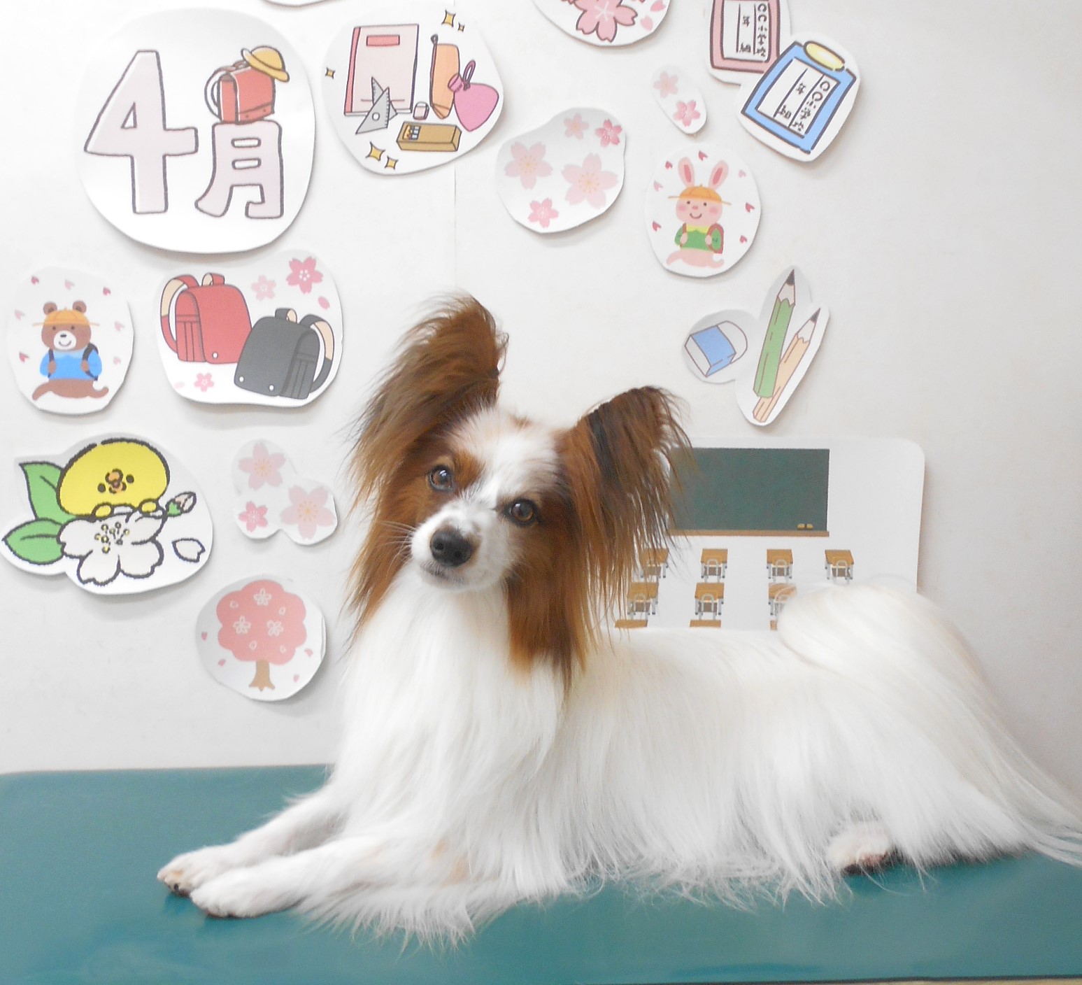 ミックス犬(その他)のトリミングカット シュシュどうぶつ病院の1枚目