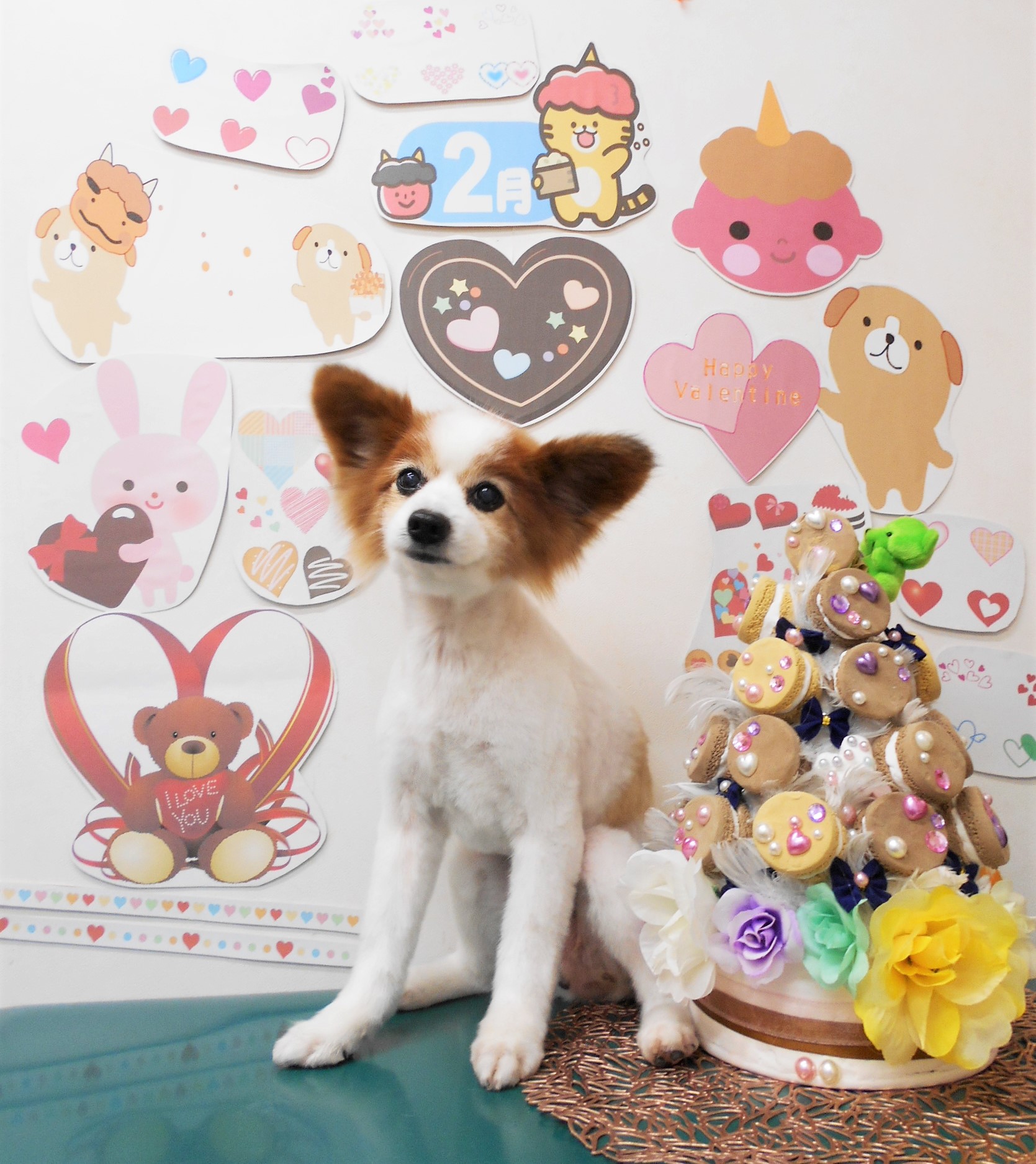 パピヨンのトリミングカット シュシュどうぶつ病院の1枚目