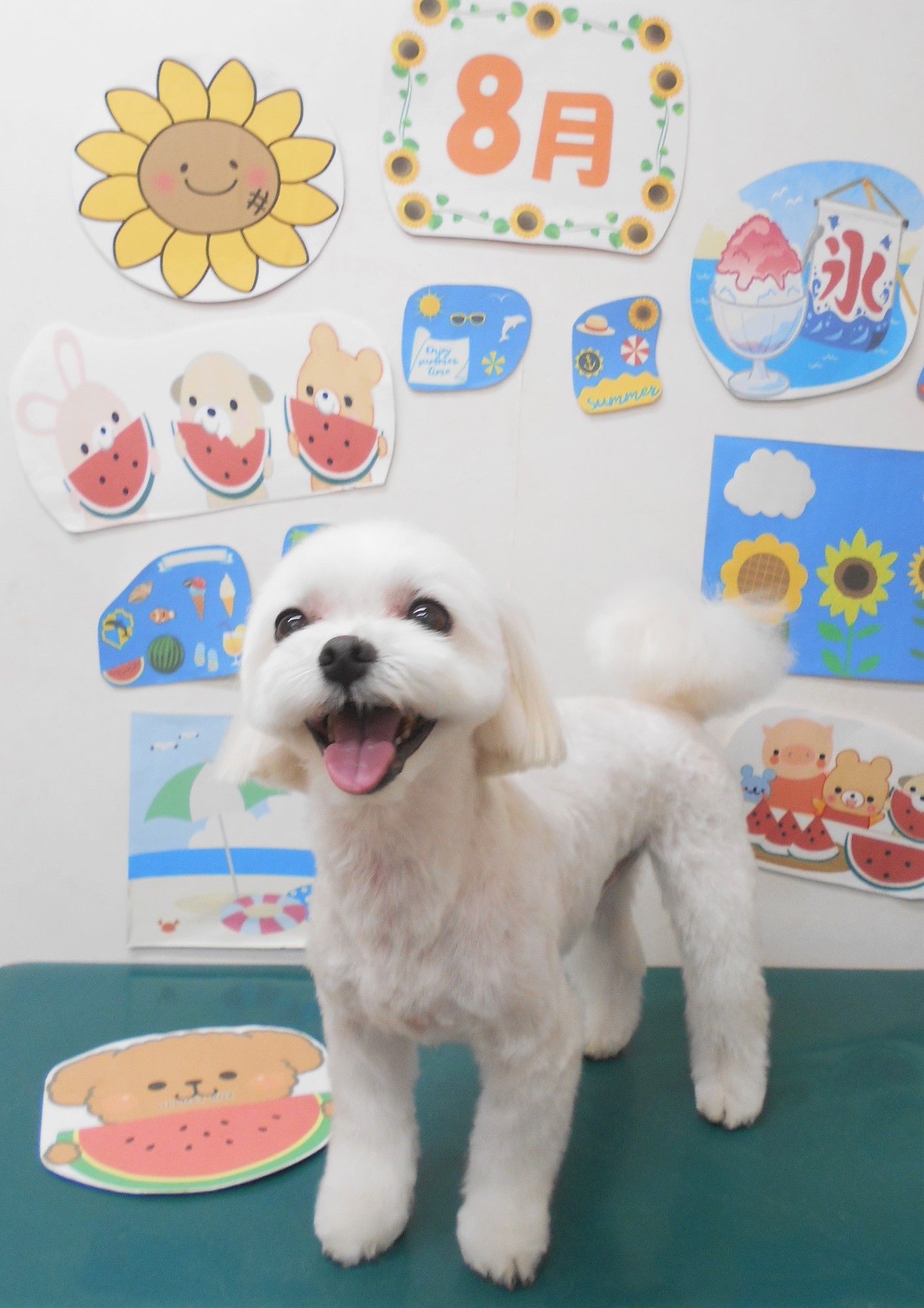 マルチーズのトリミングカット シュシュどうぶつ病院の1枚目