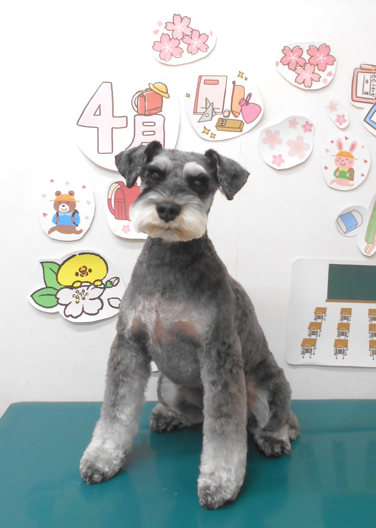 ミニチュアシュナウザーのトリミングカット シュシュどうぶつ病院の1枚目