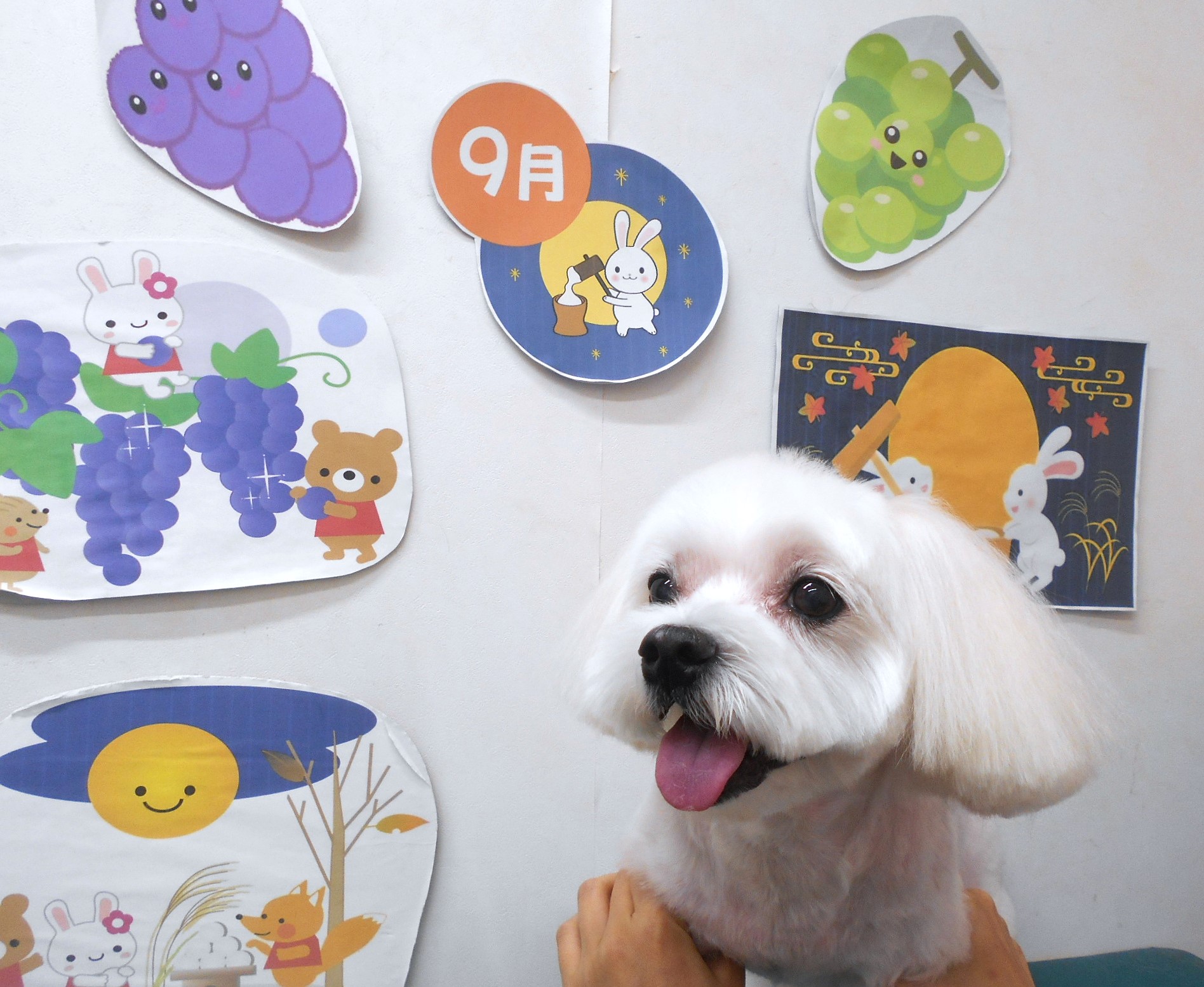 マルチーズのトリミングカット シュシュどうぶつ病院の1枚目