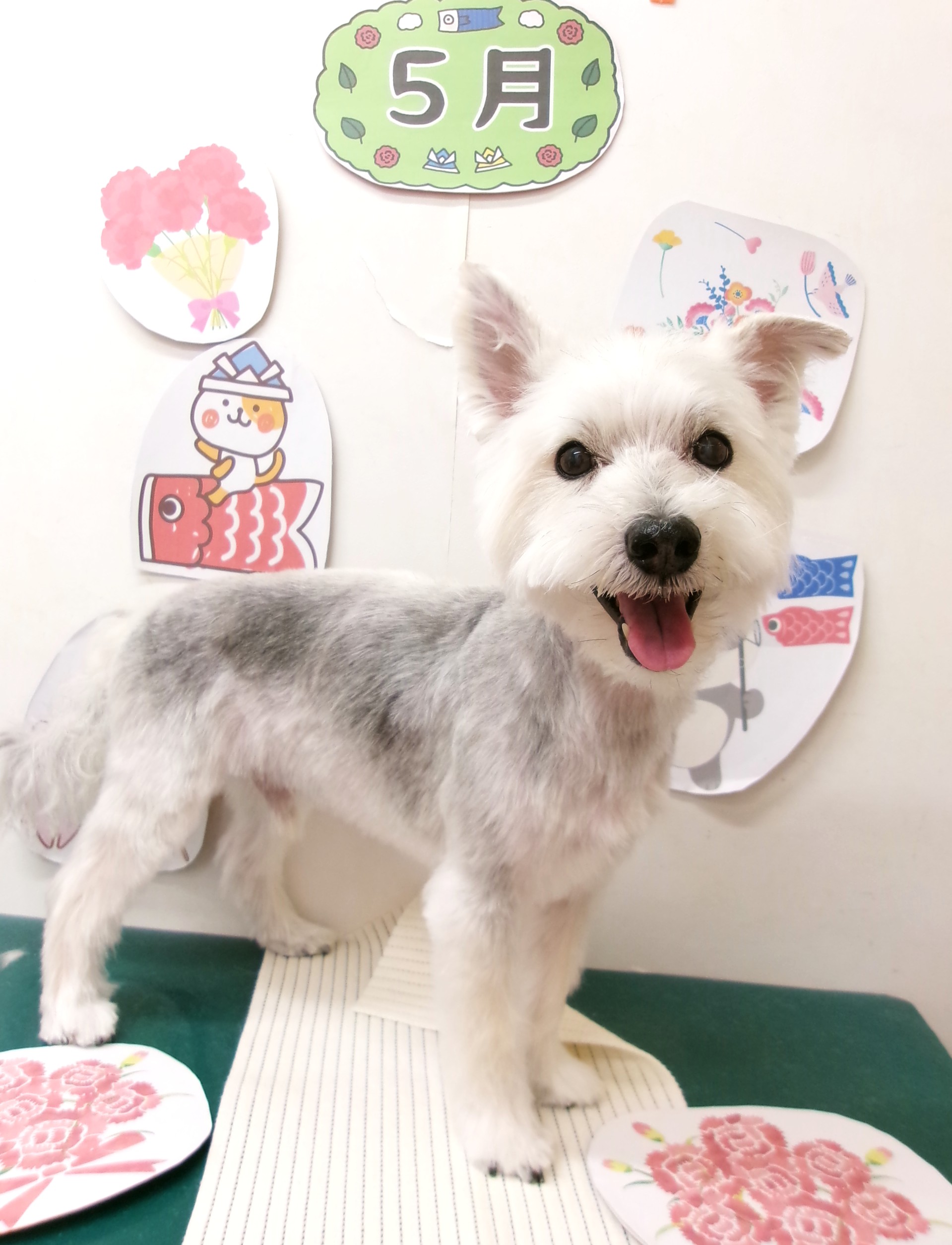 ミックス犬(その他)のトリミングカット シュシュどうぶつ病院の1枚目